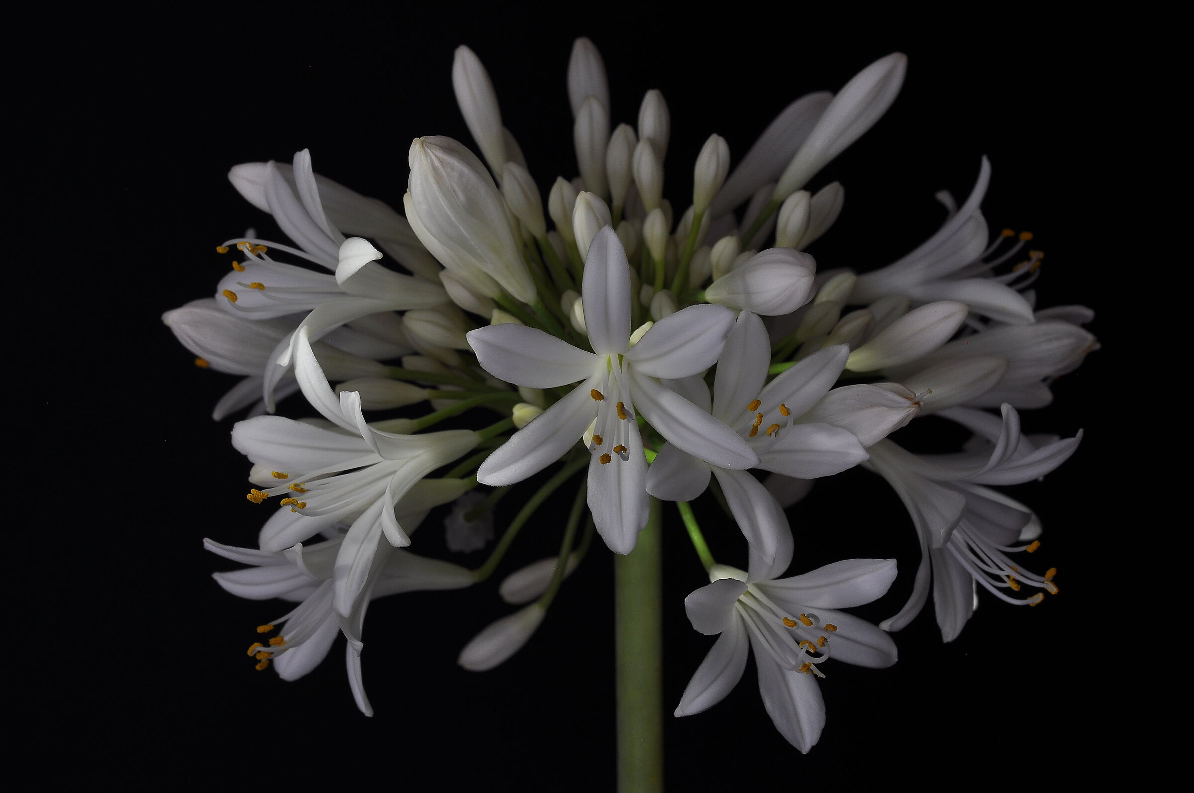 Agapanthus (1)