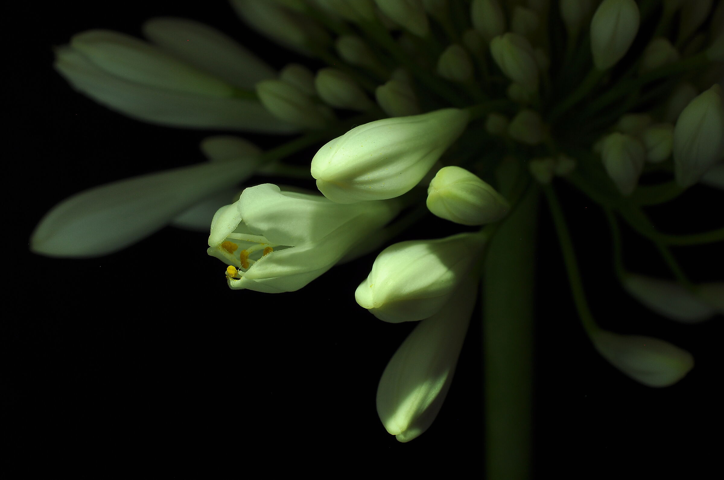 Agapanthus (2)