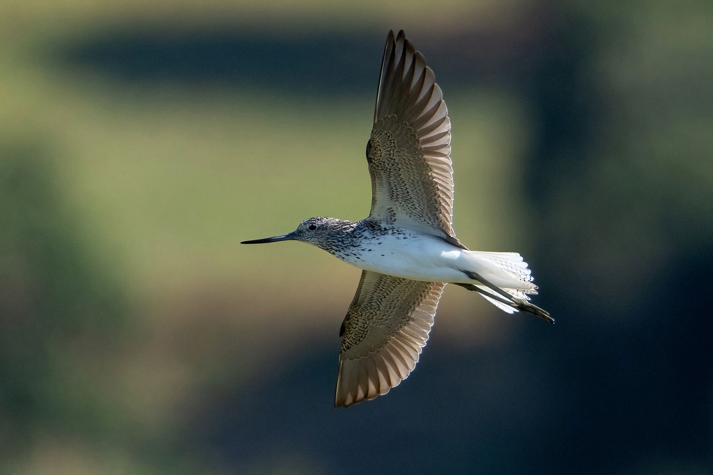 Common Greenshank (Tringa nebularia)