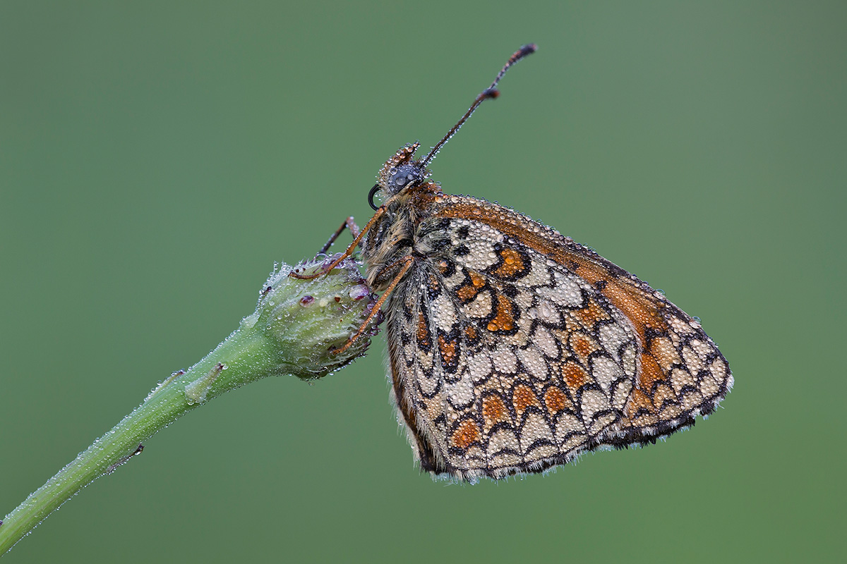 Melitaea drips
