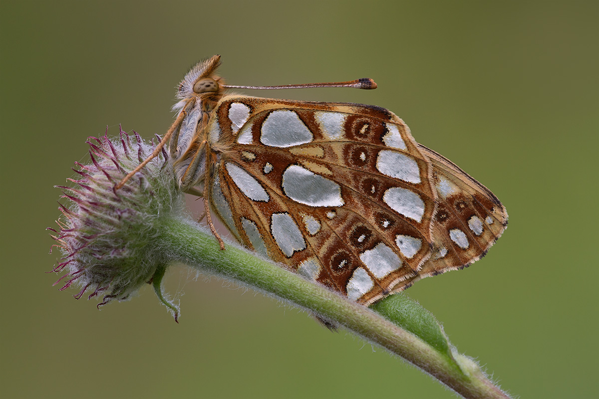 Queen of Spain Fritillary