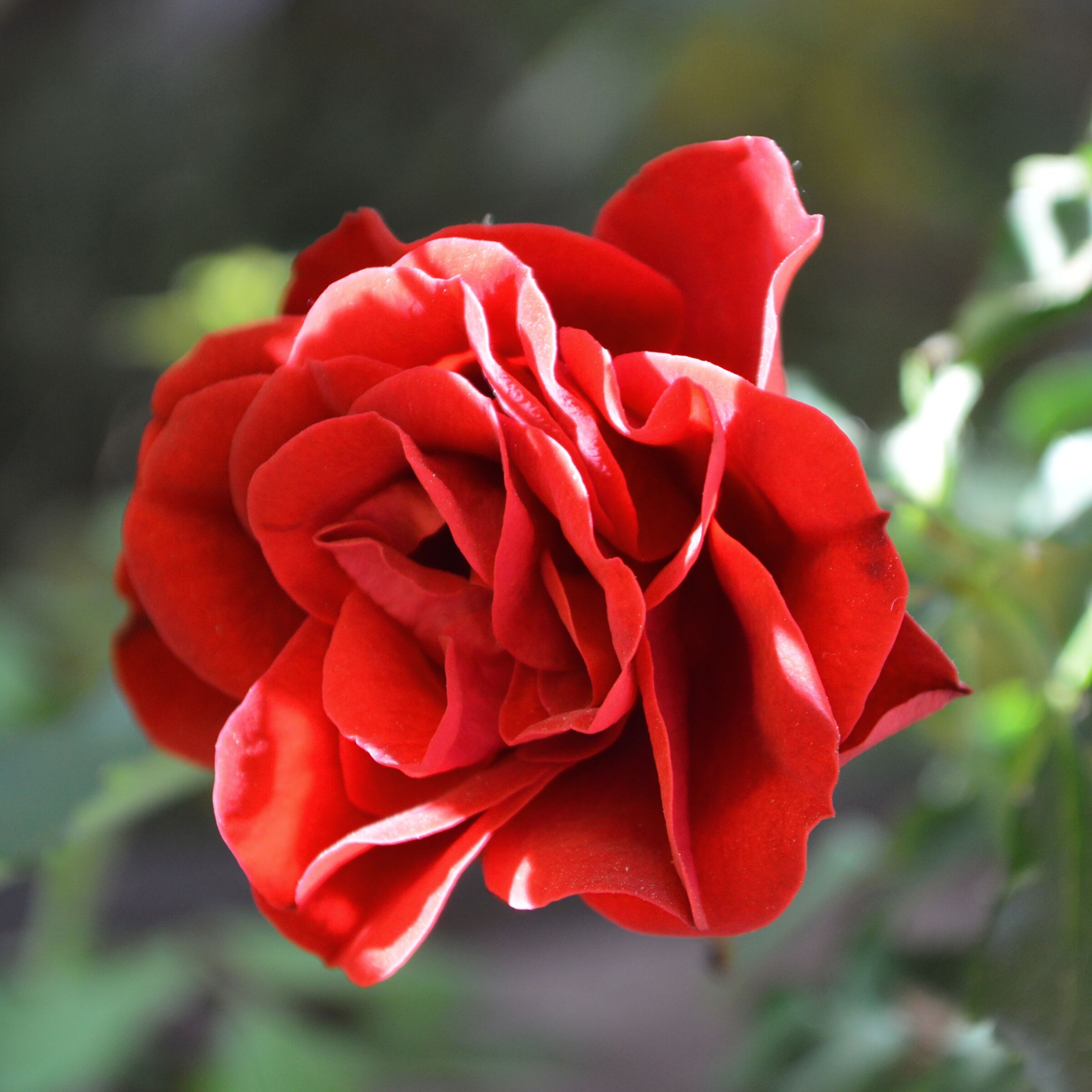 Le rose del giardino della mia mamma
