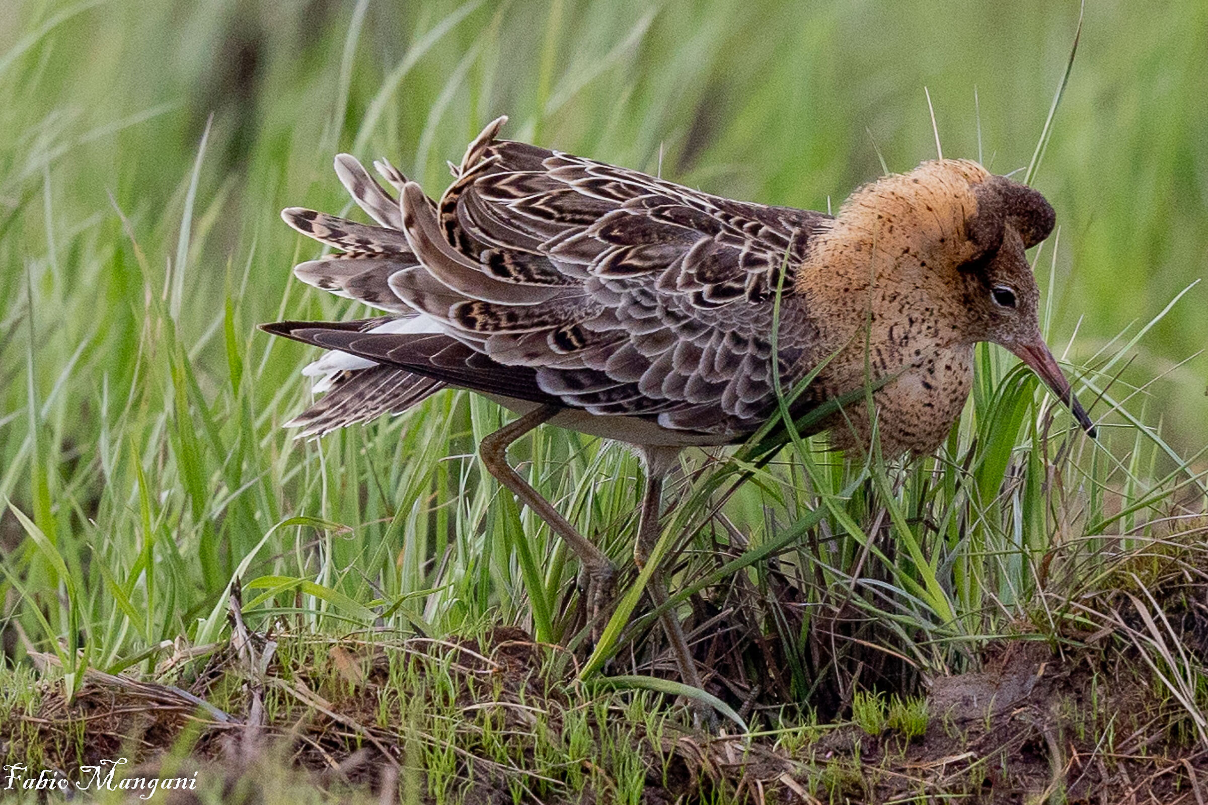 Combattente in livrea nunziale