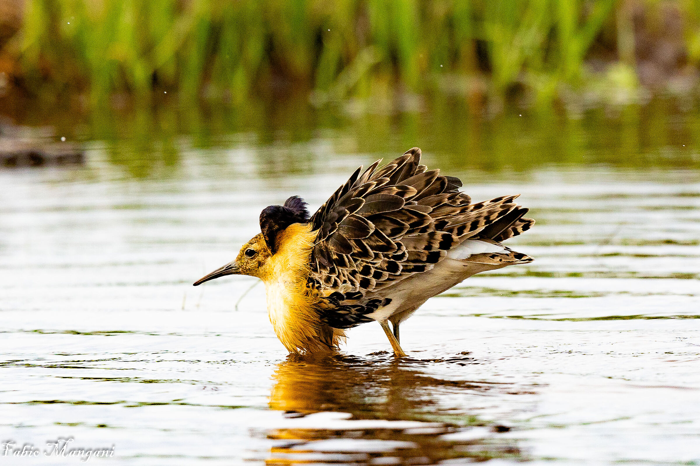 Combattente in livrea Lapponia finlandese