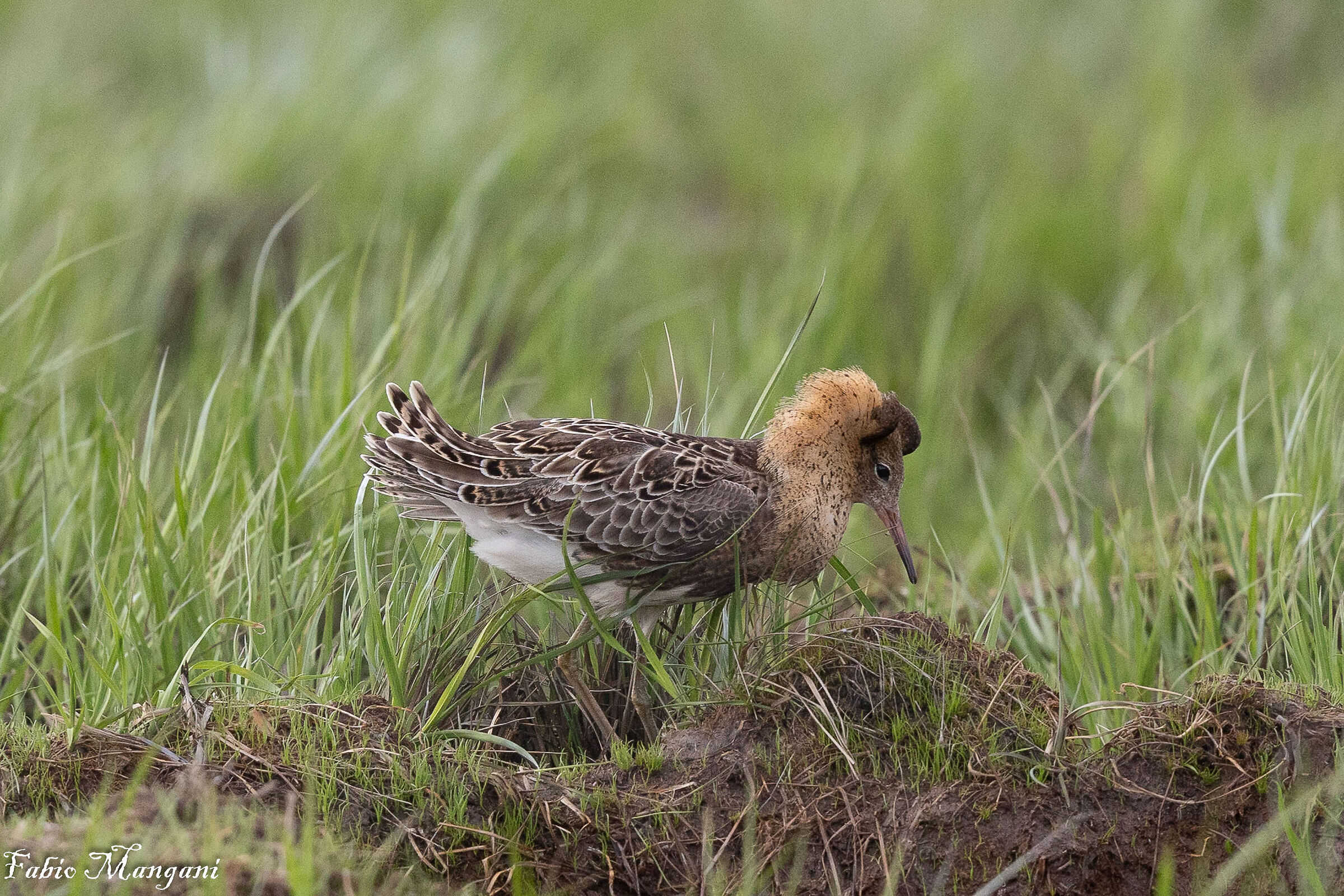 Combattente in livrea