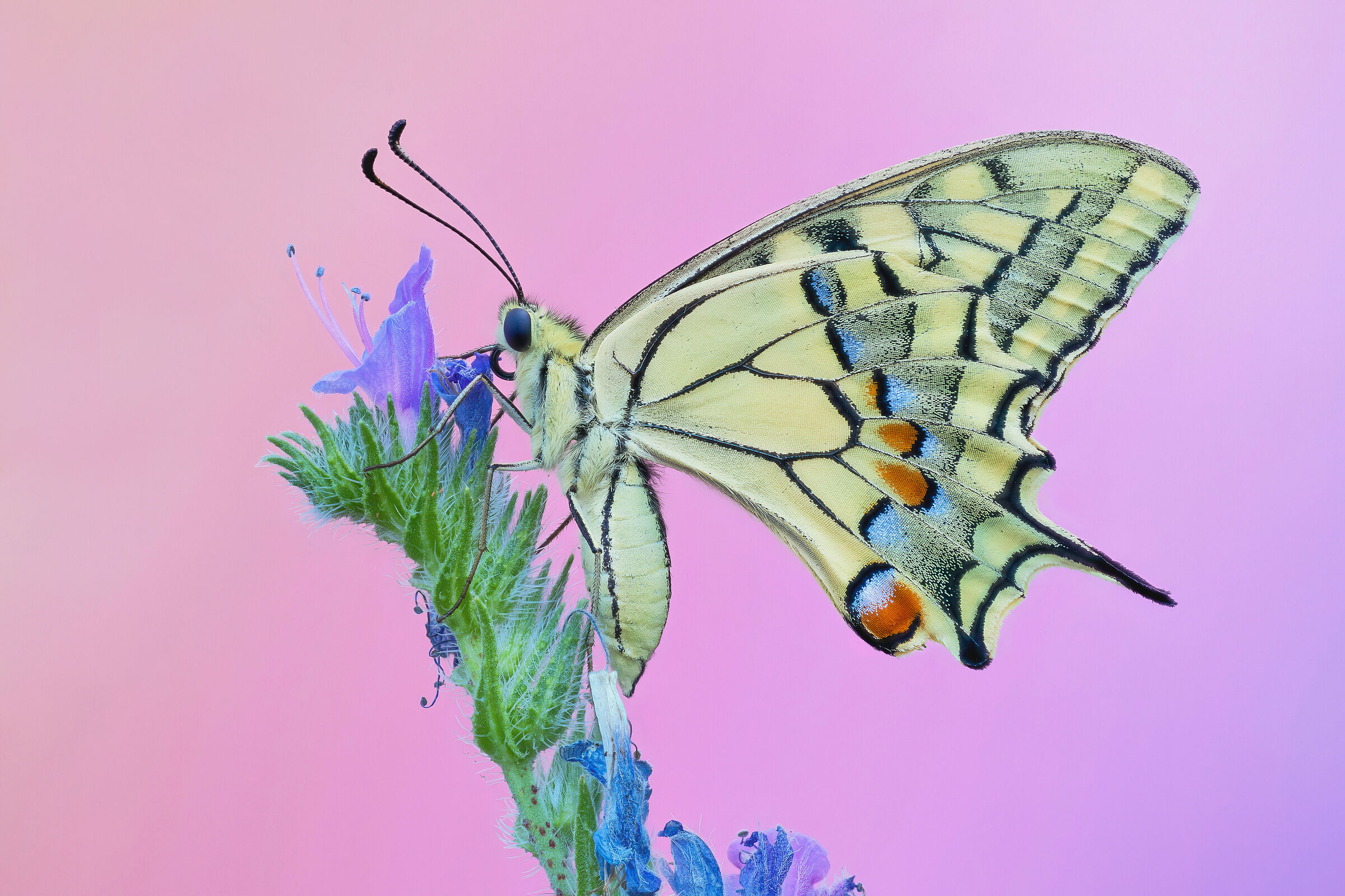 Papilio machaon