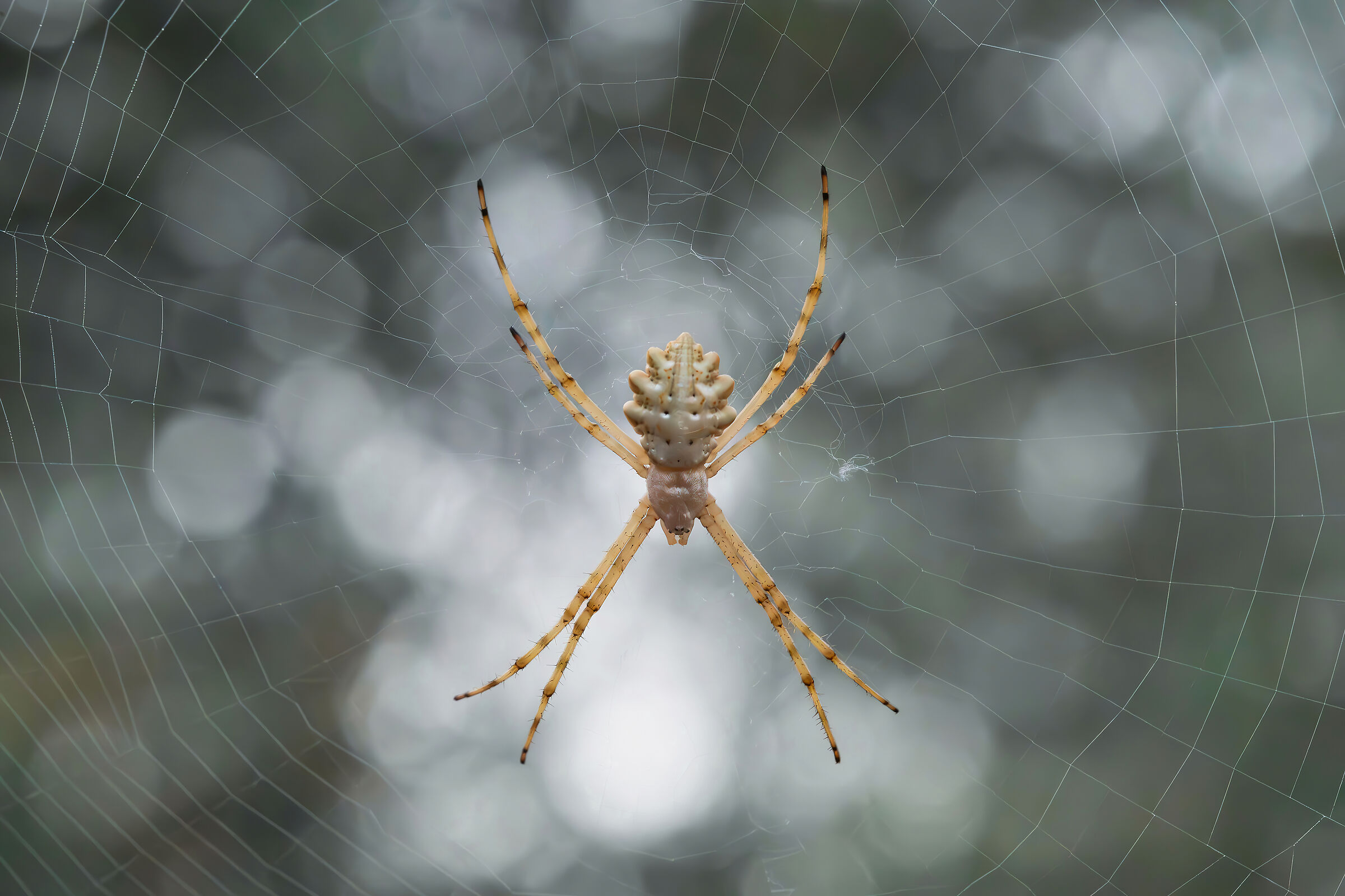 Argiope lobata