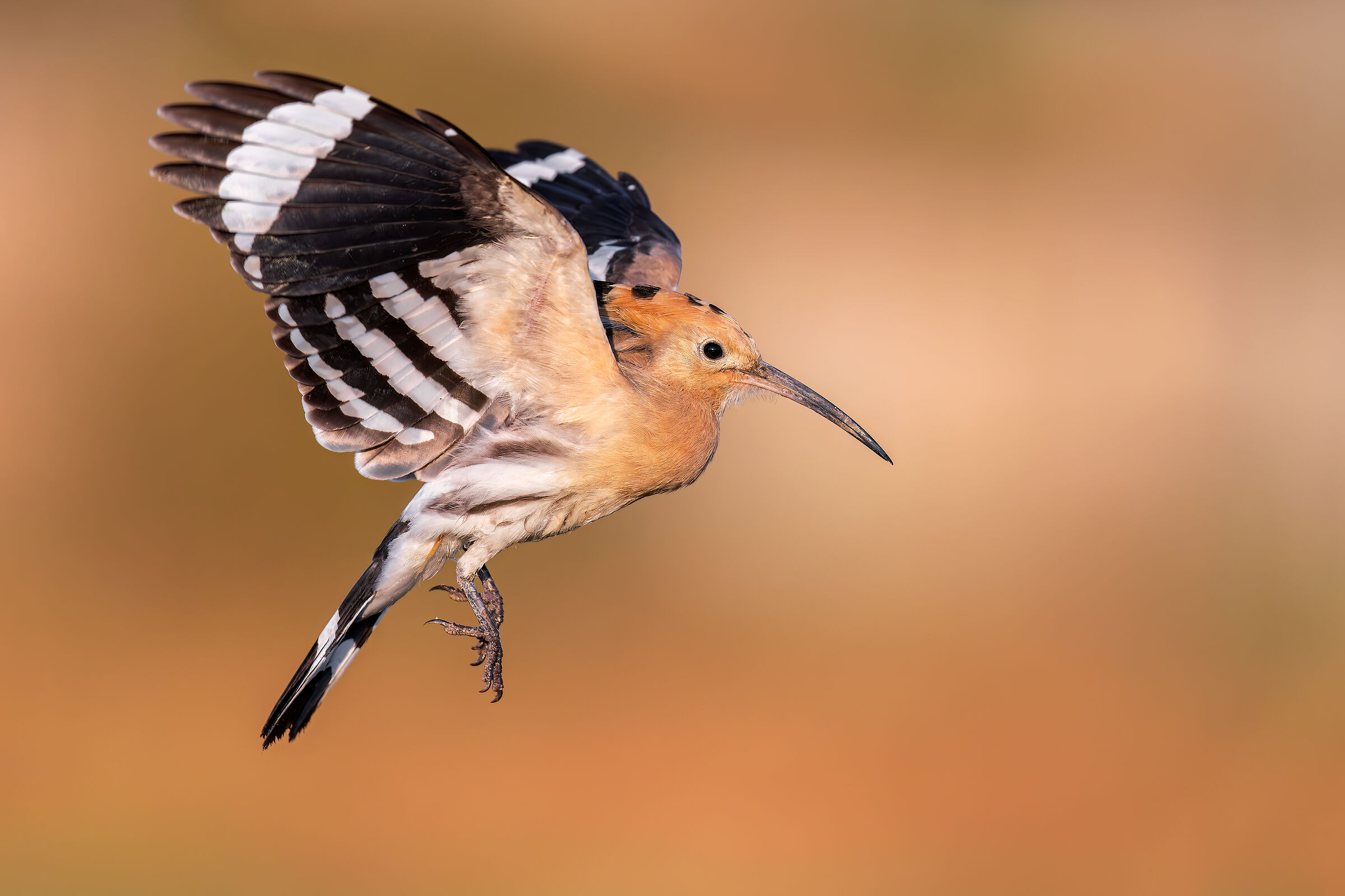Hoopoe no crop