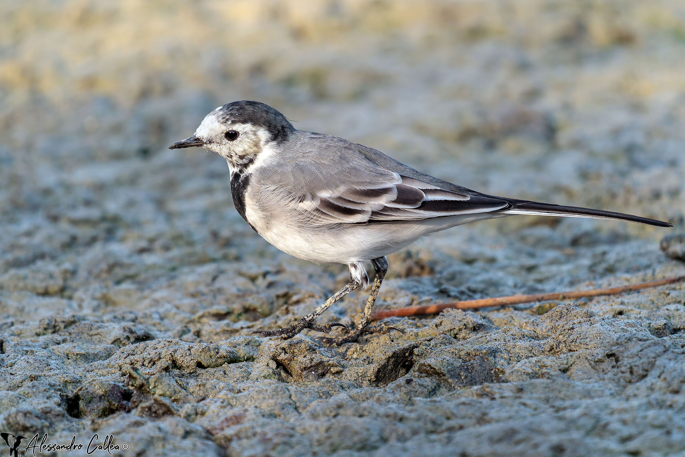 White wagtail