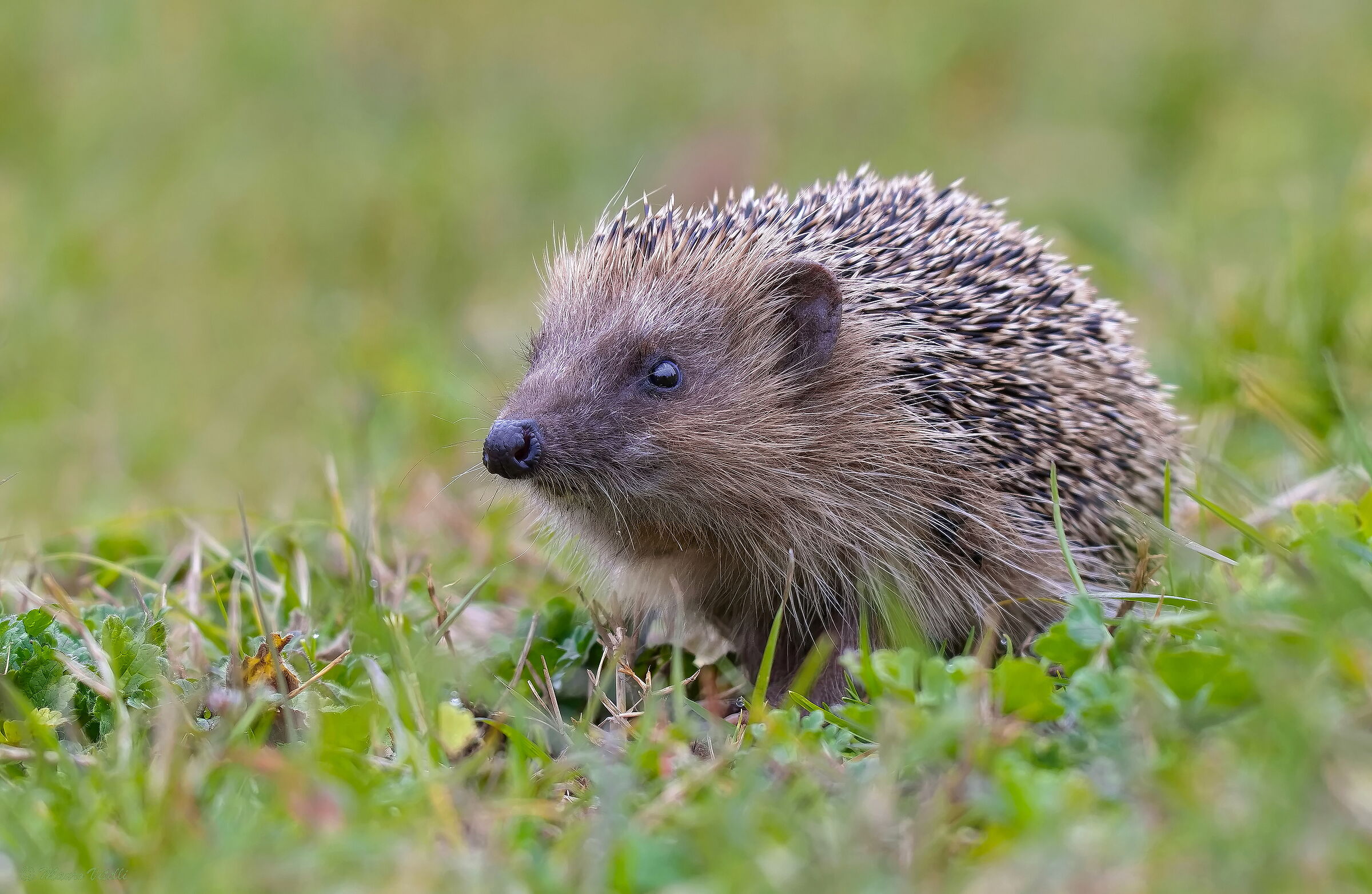 Common hedgehog