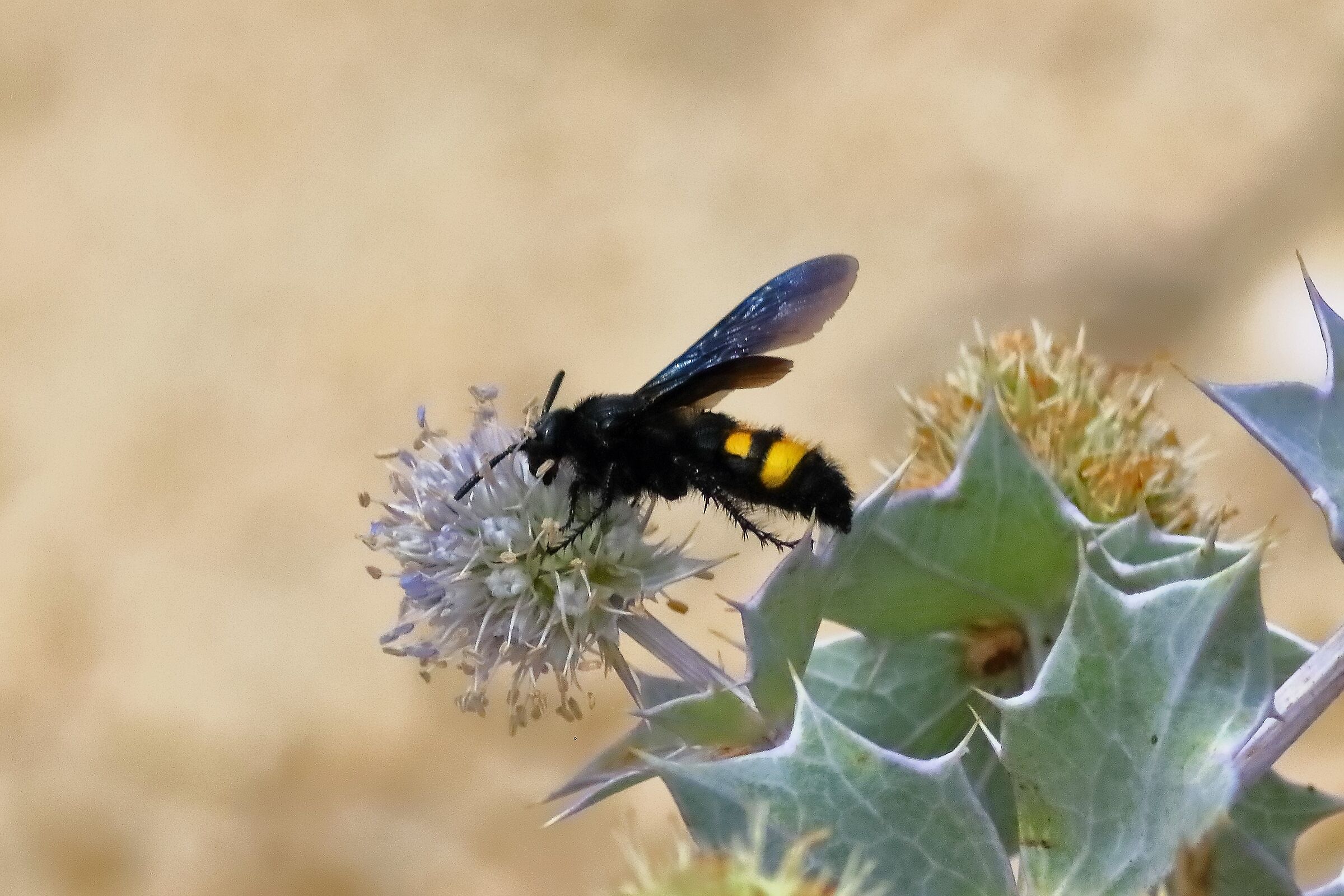 Vespa mammut 18-06-2024 - 0308