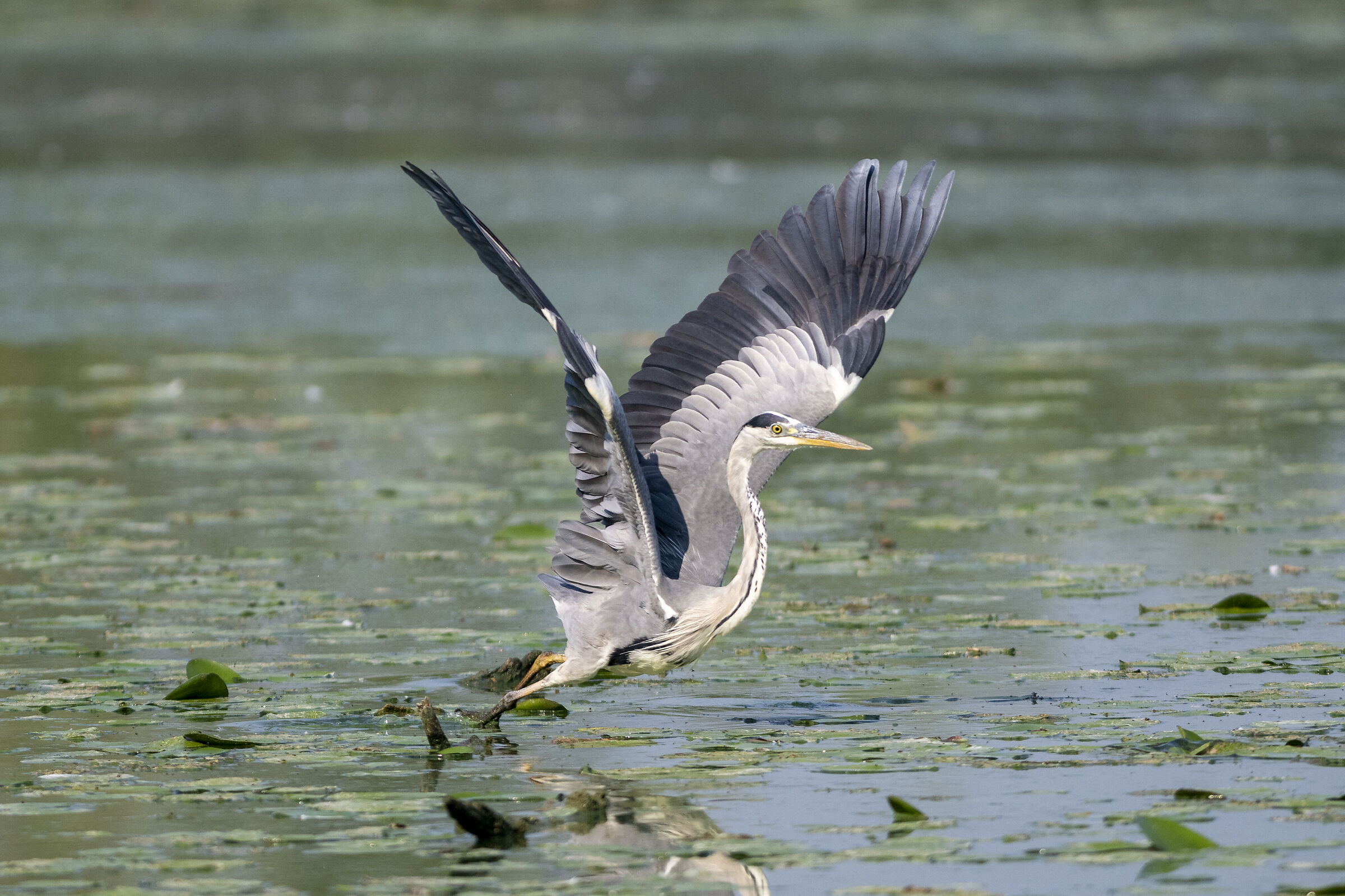 Il decollo dell'airone