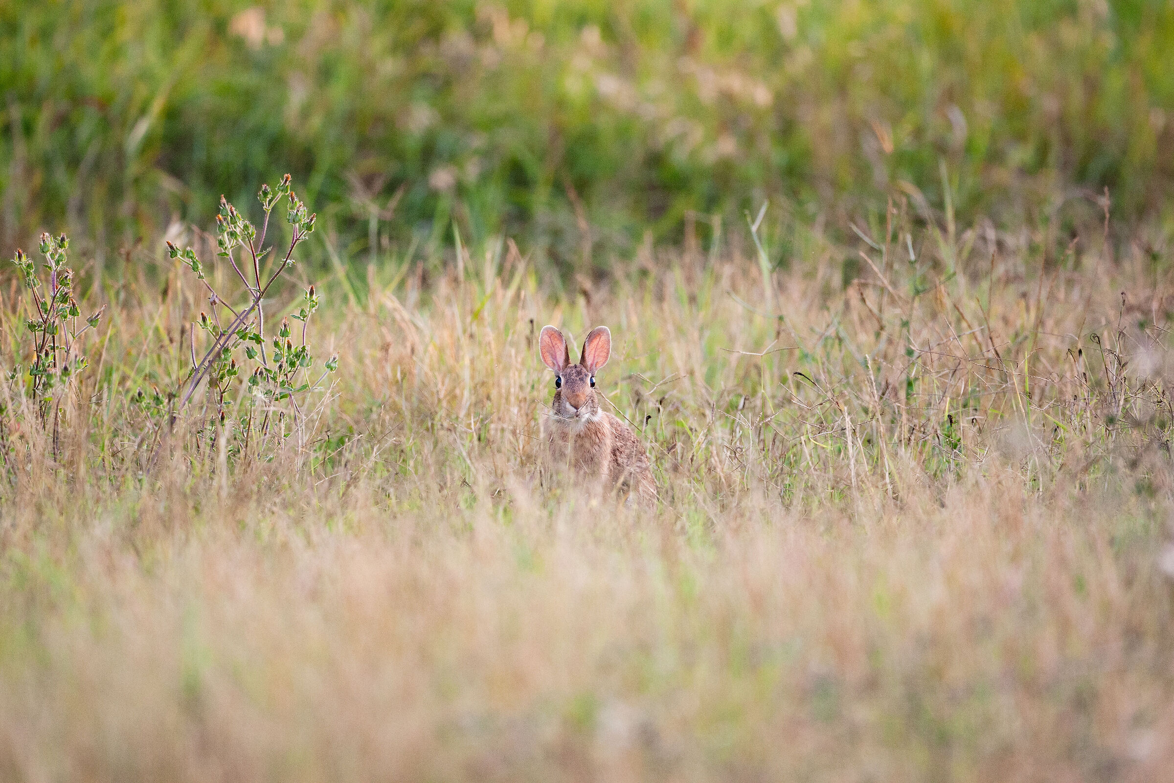 Erect ears