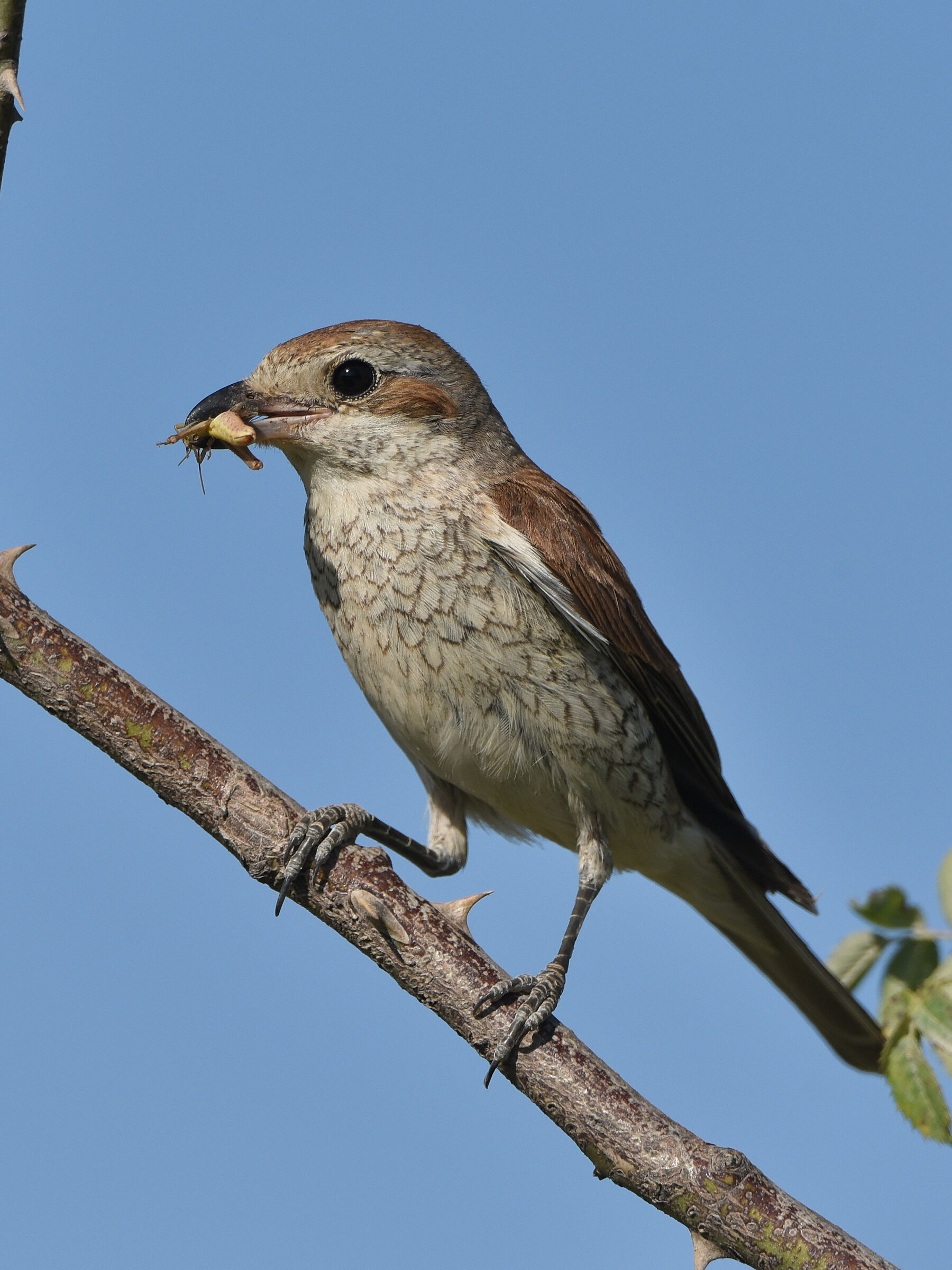 Little Shrike with Prey