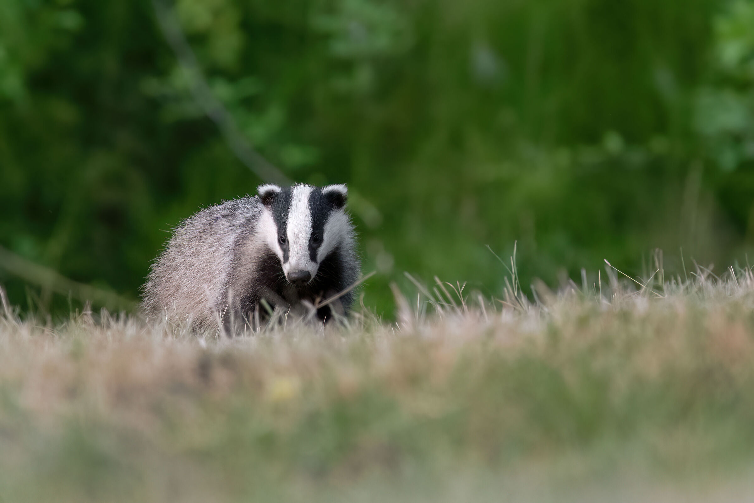 Badger - Meles meles - Badger (Tuscany - July 2024)