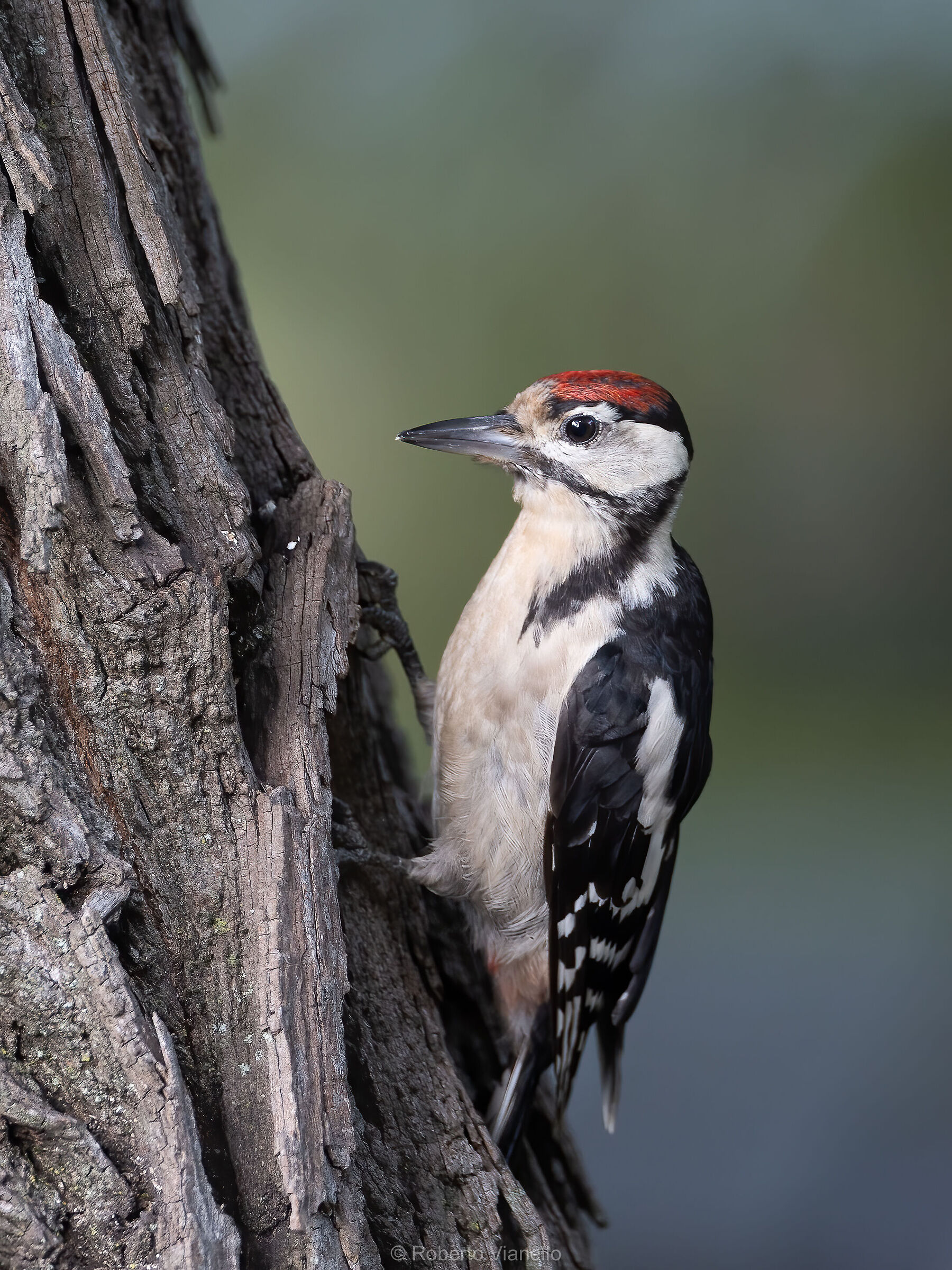 Picchio rosso maggiore (Dendrocopos major) juv. maschio