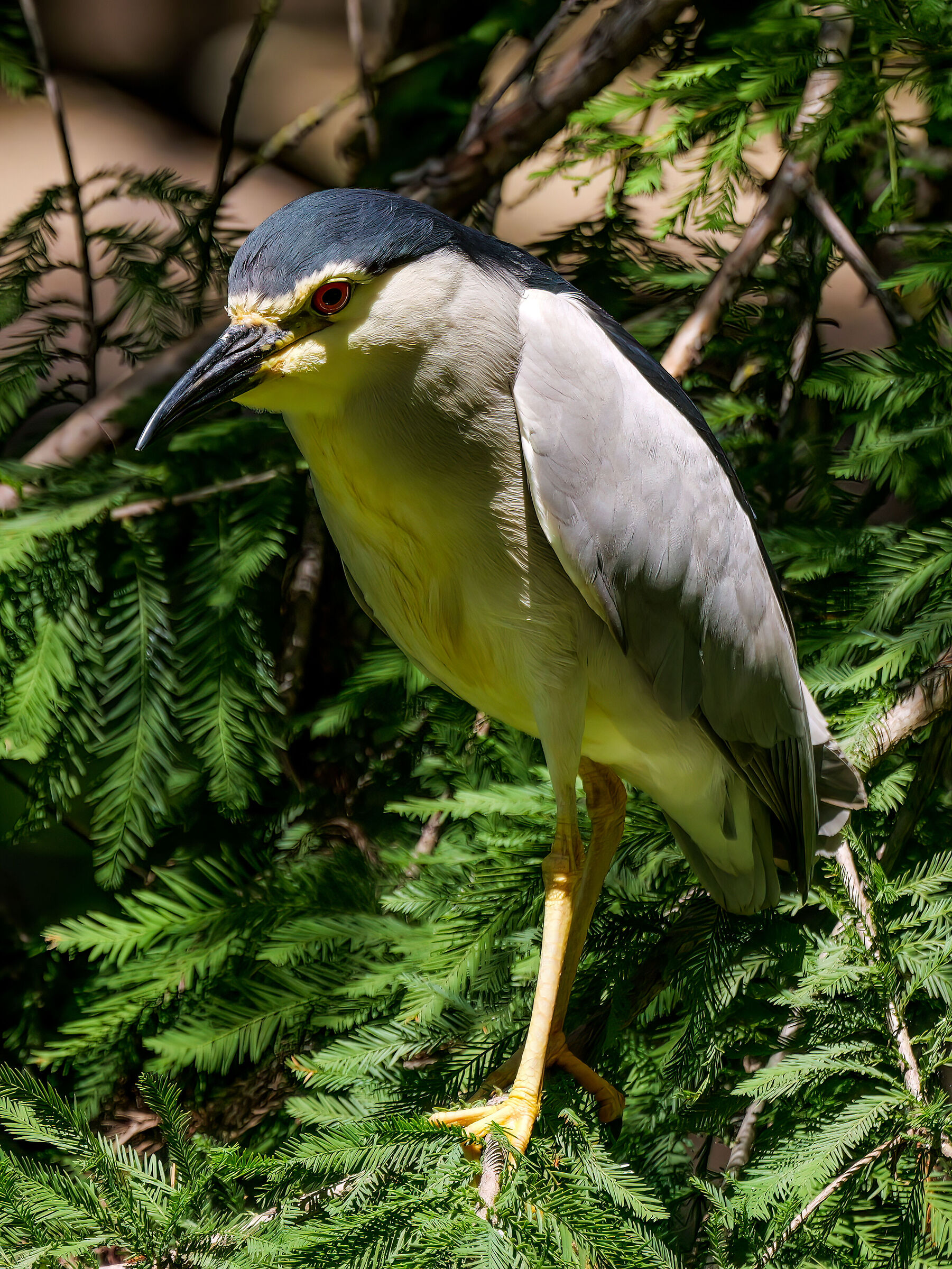 Night Heron