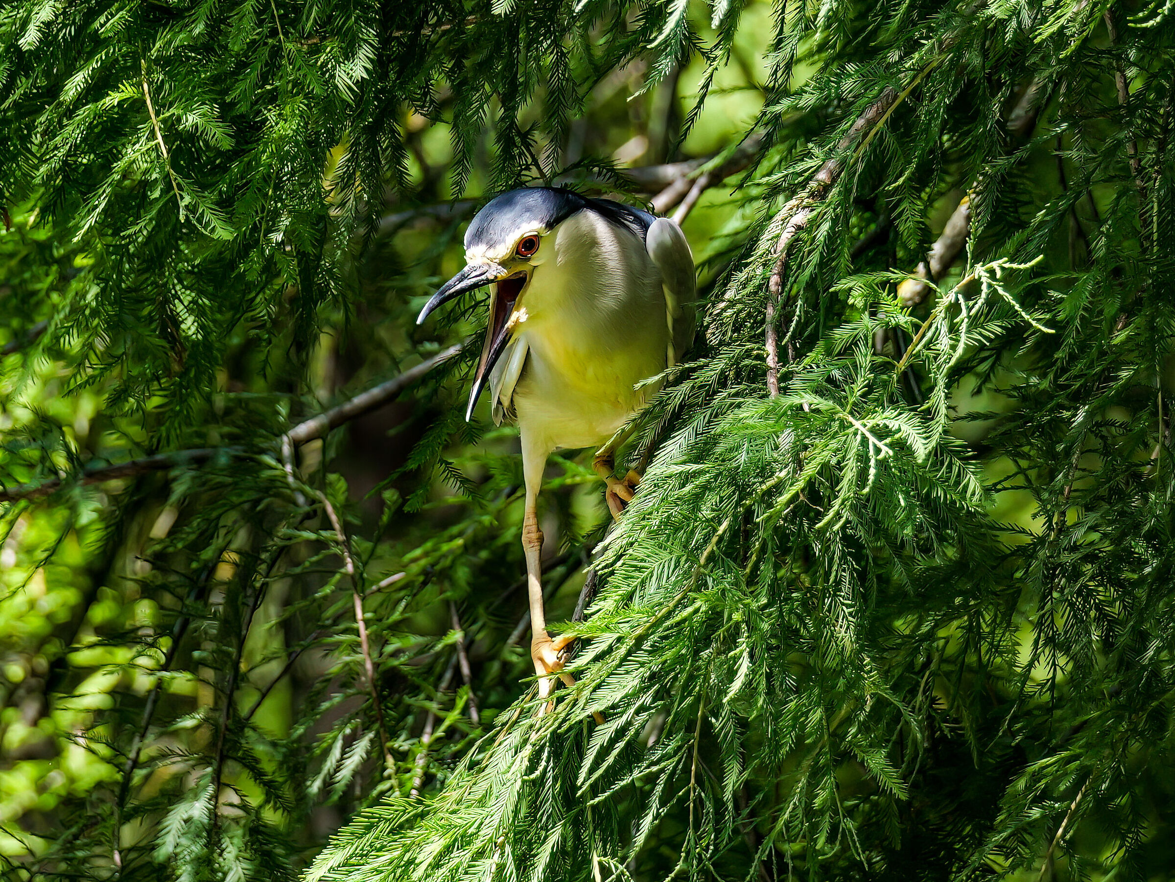Night Heron