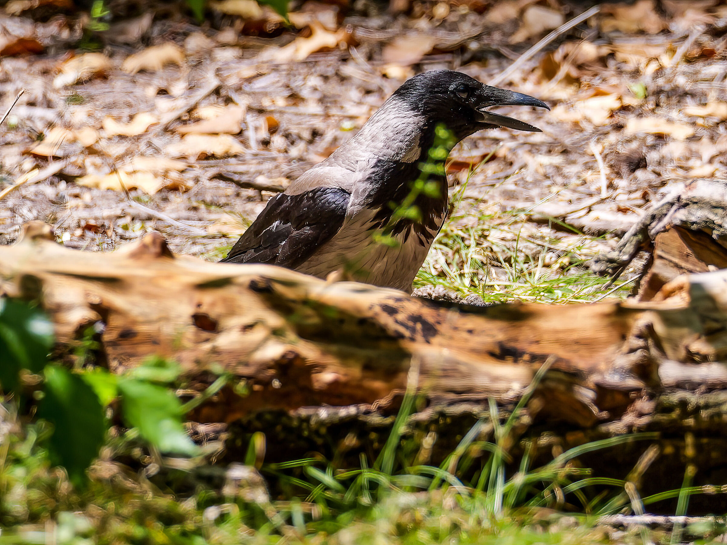 Hooded crow