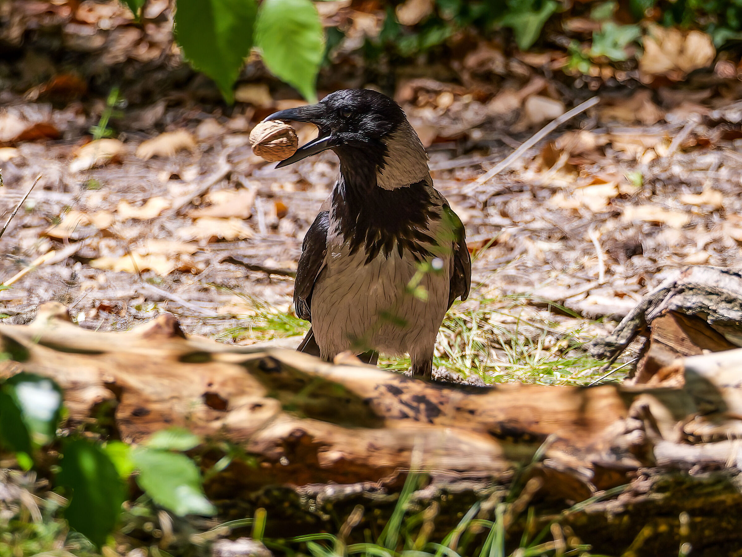 Hooded crow