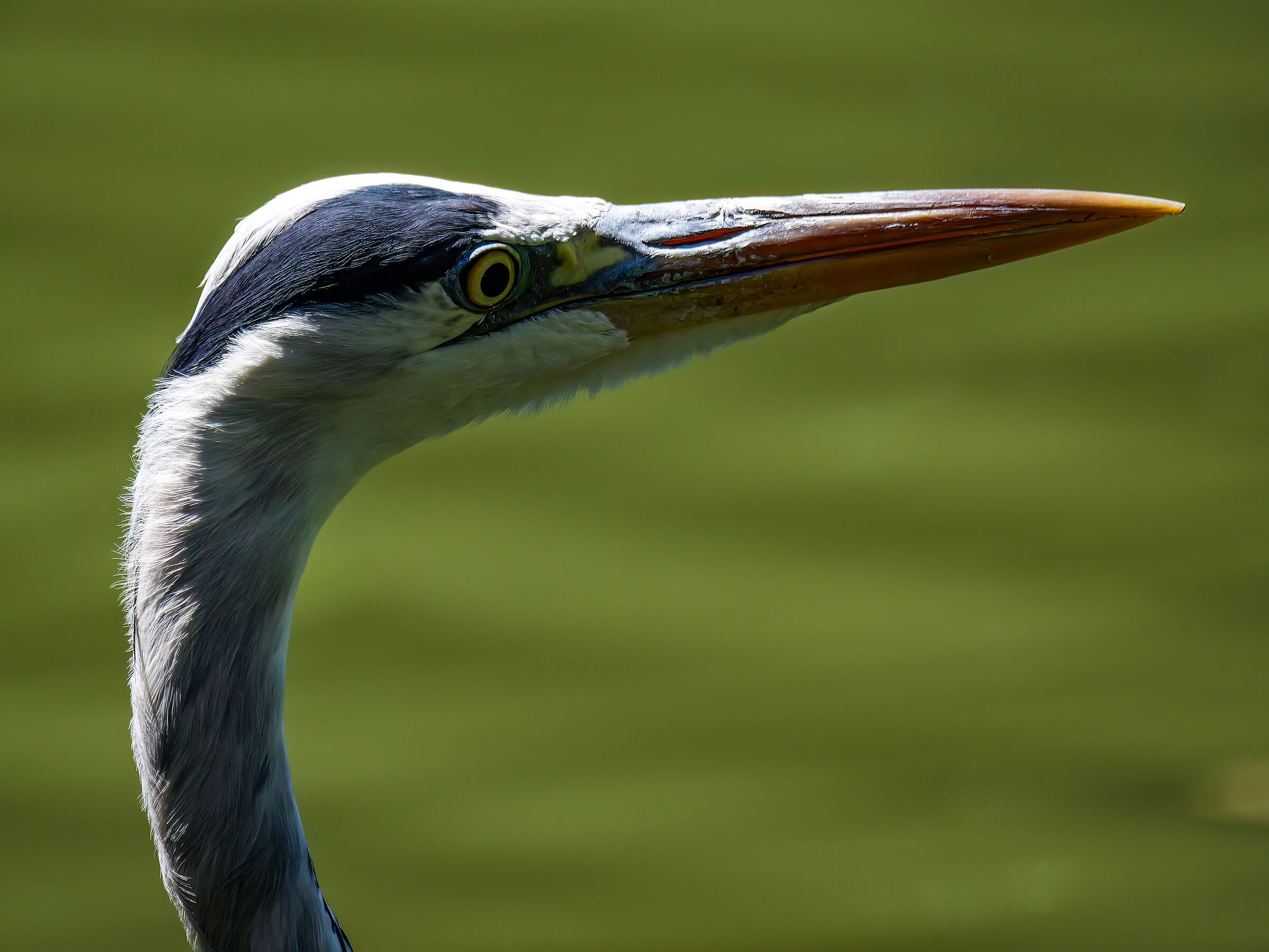 Grey heron