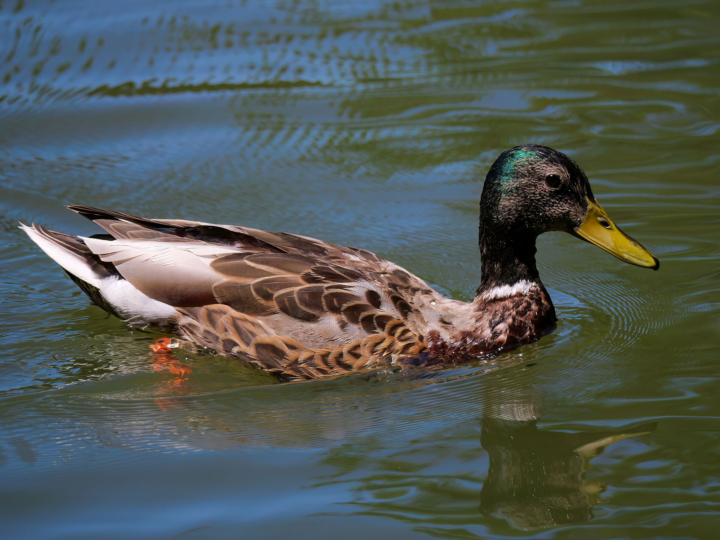 Mallard