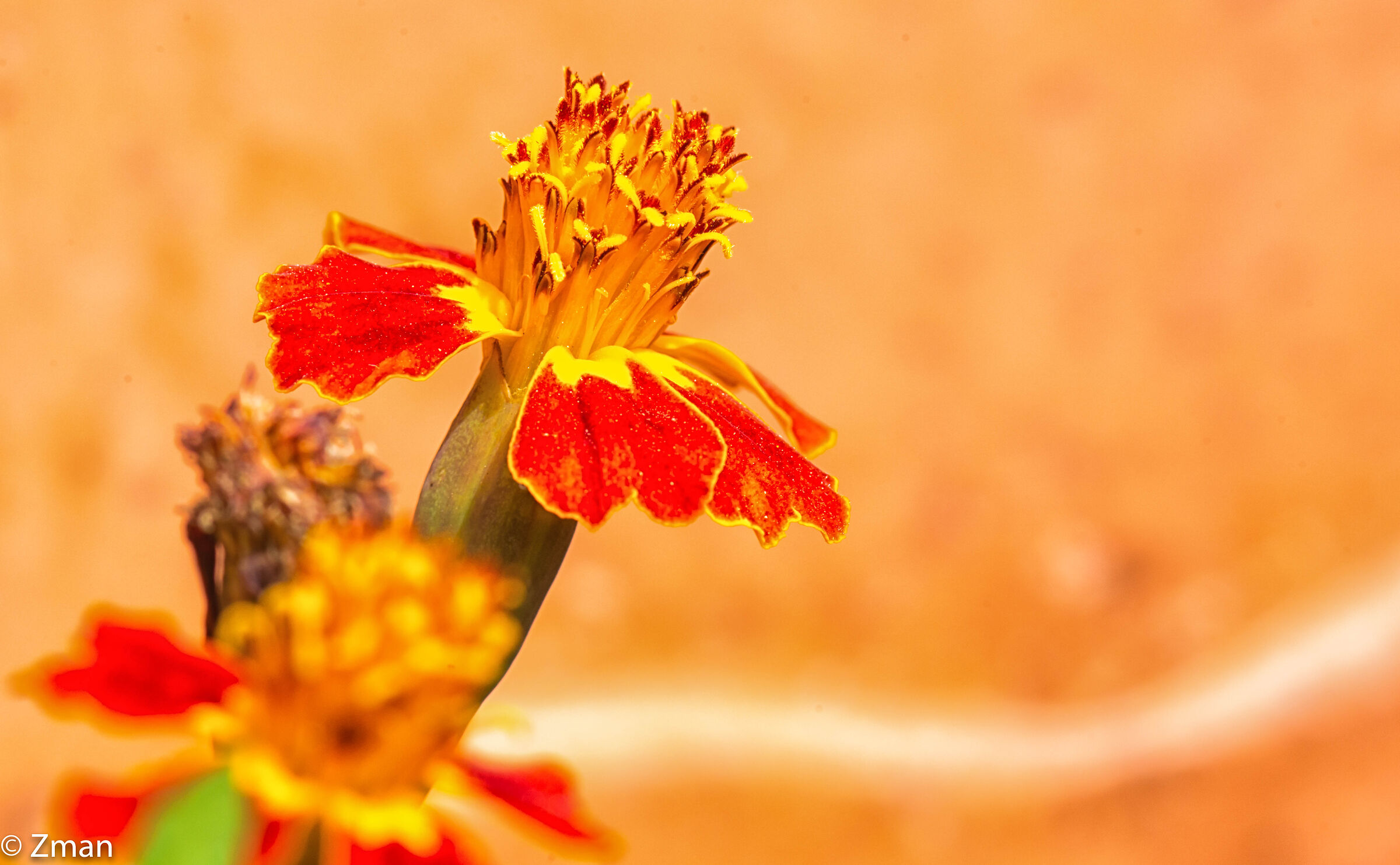 Fiore di calendula messicana