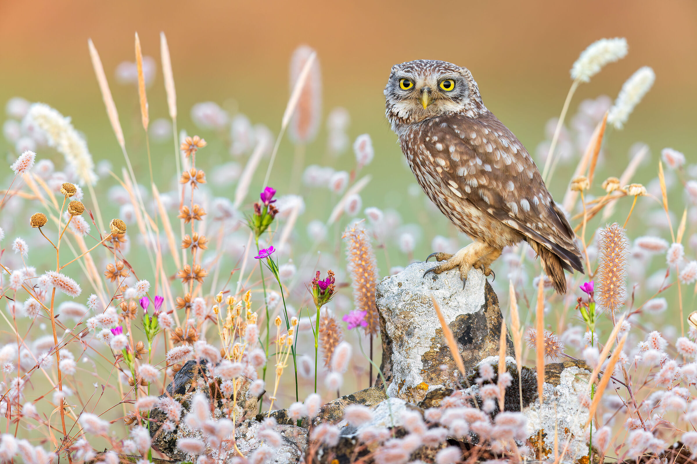 Owl