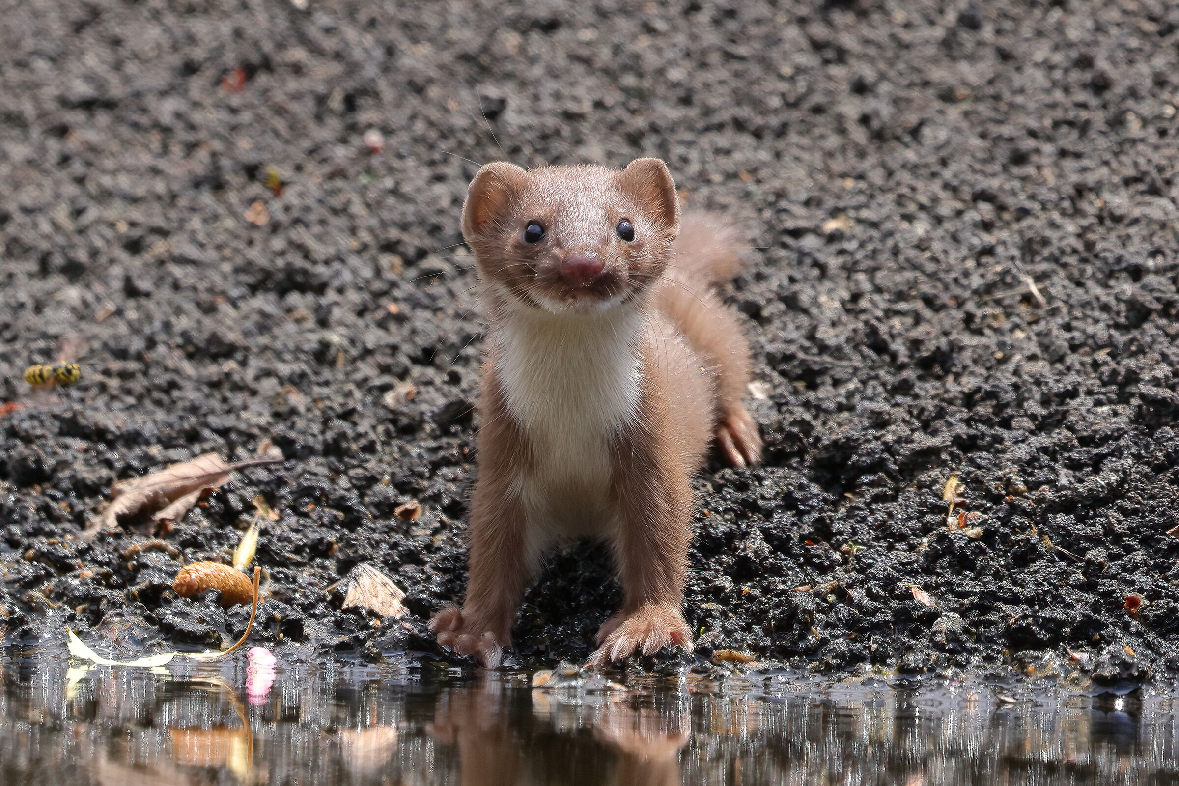 Weasel