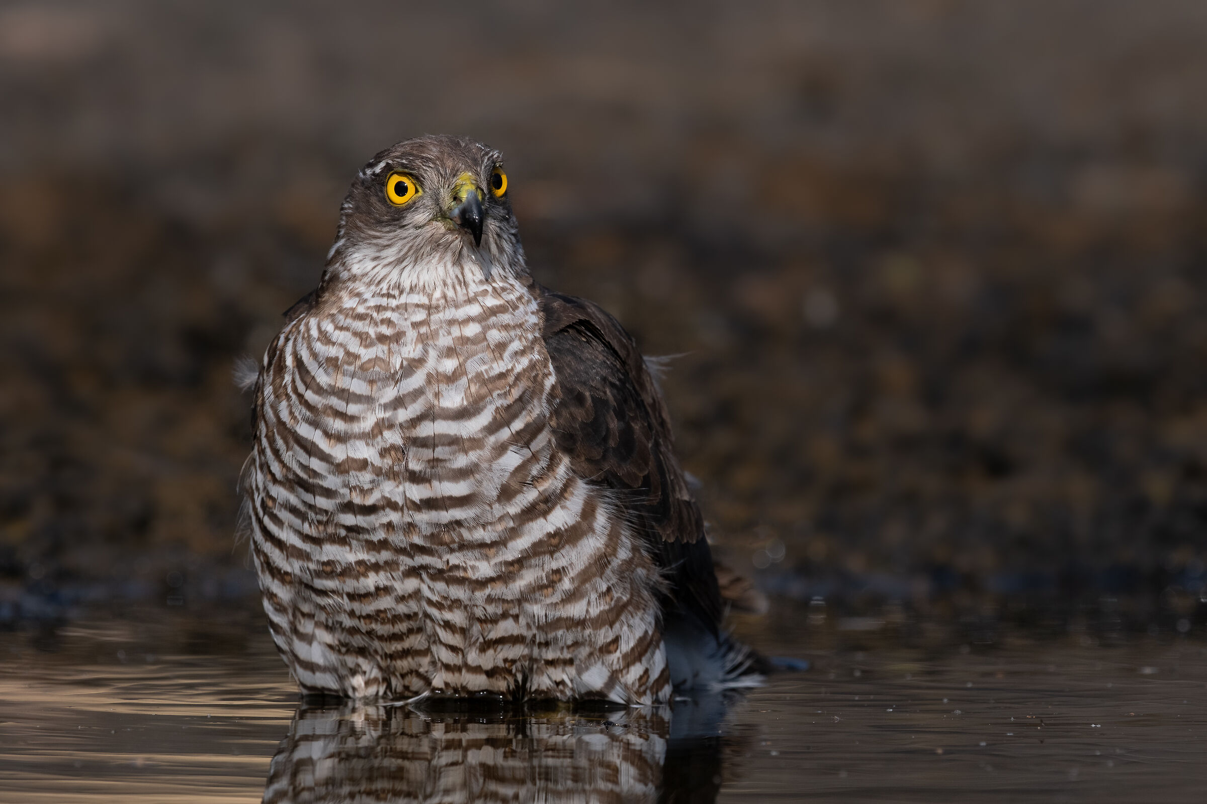 Sparrowhawk (F)