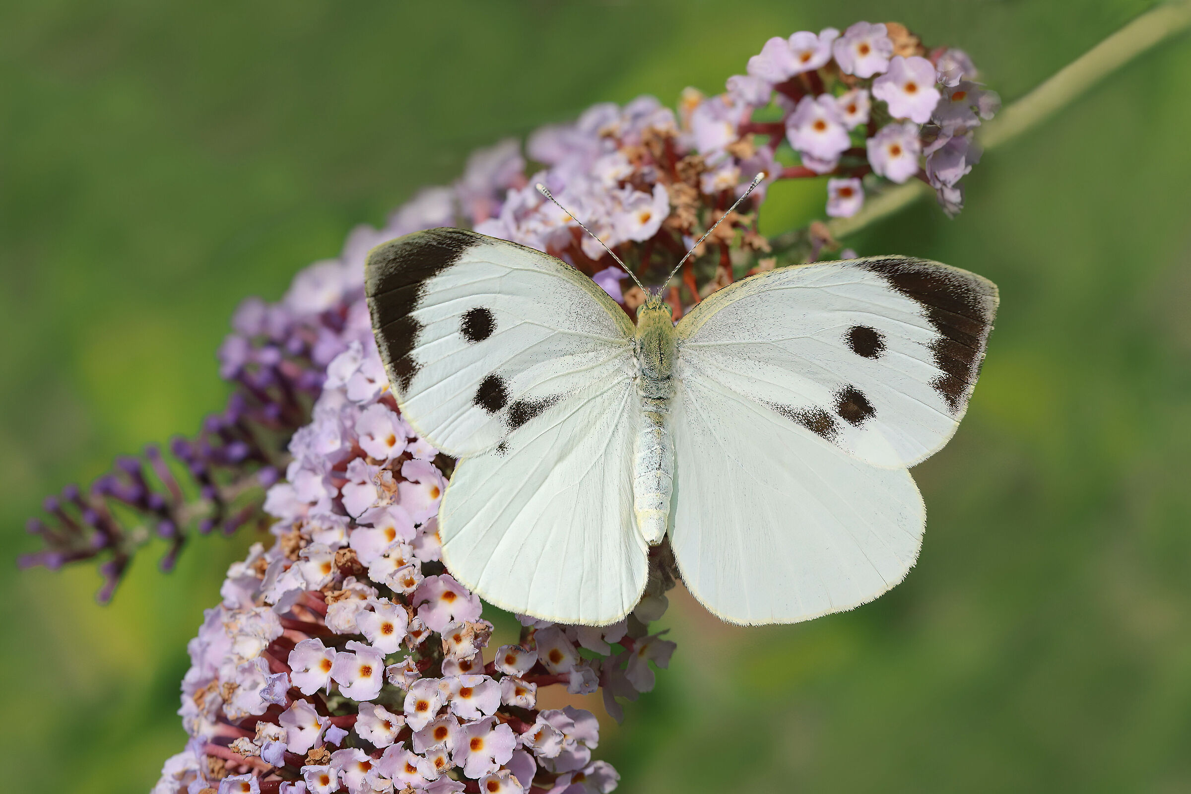 Pieris brassicae Female (Greater cabbage)