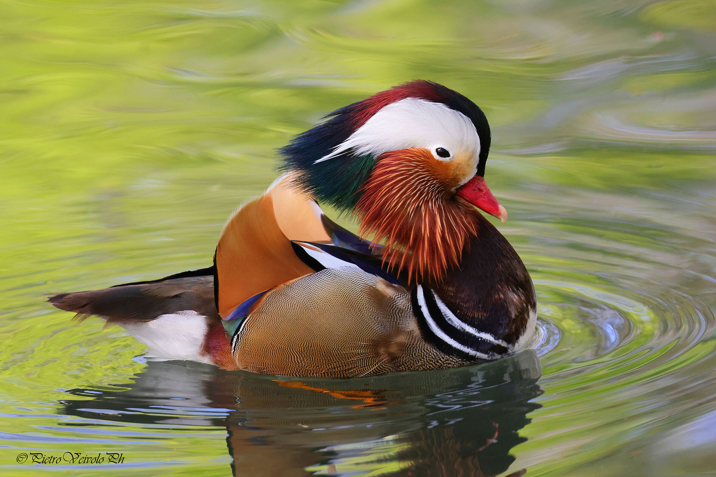 Il bagnetto