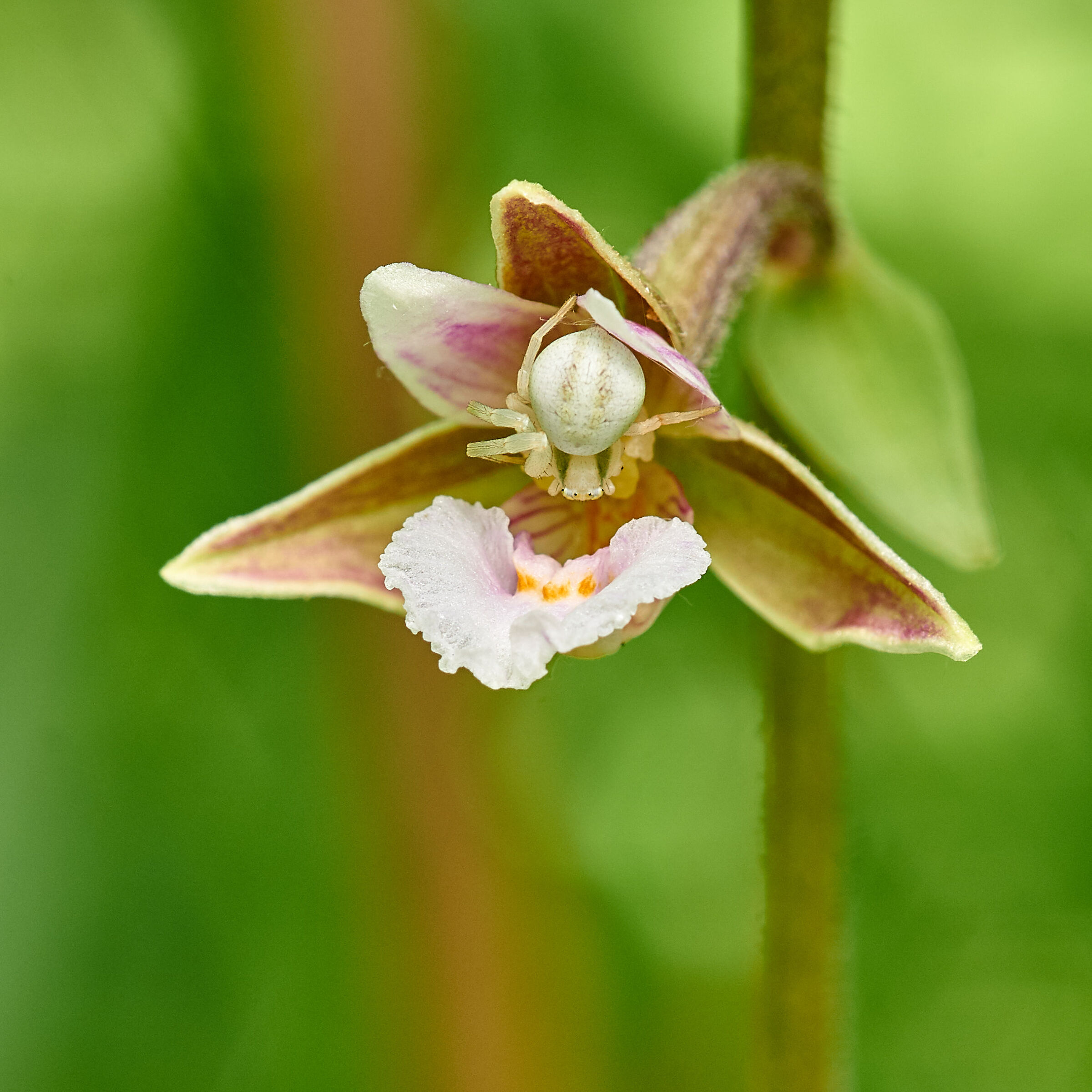 L'orchidea e il guardiano