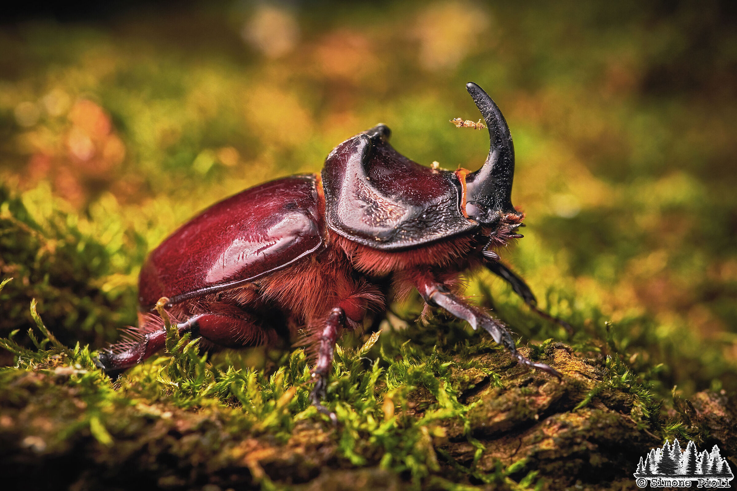 Walking in the woods