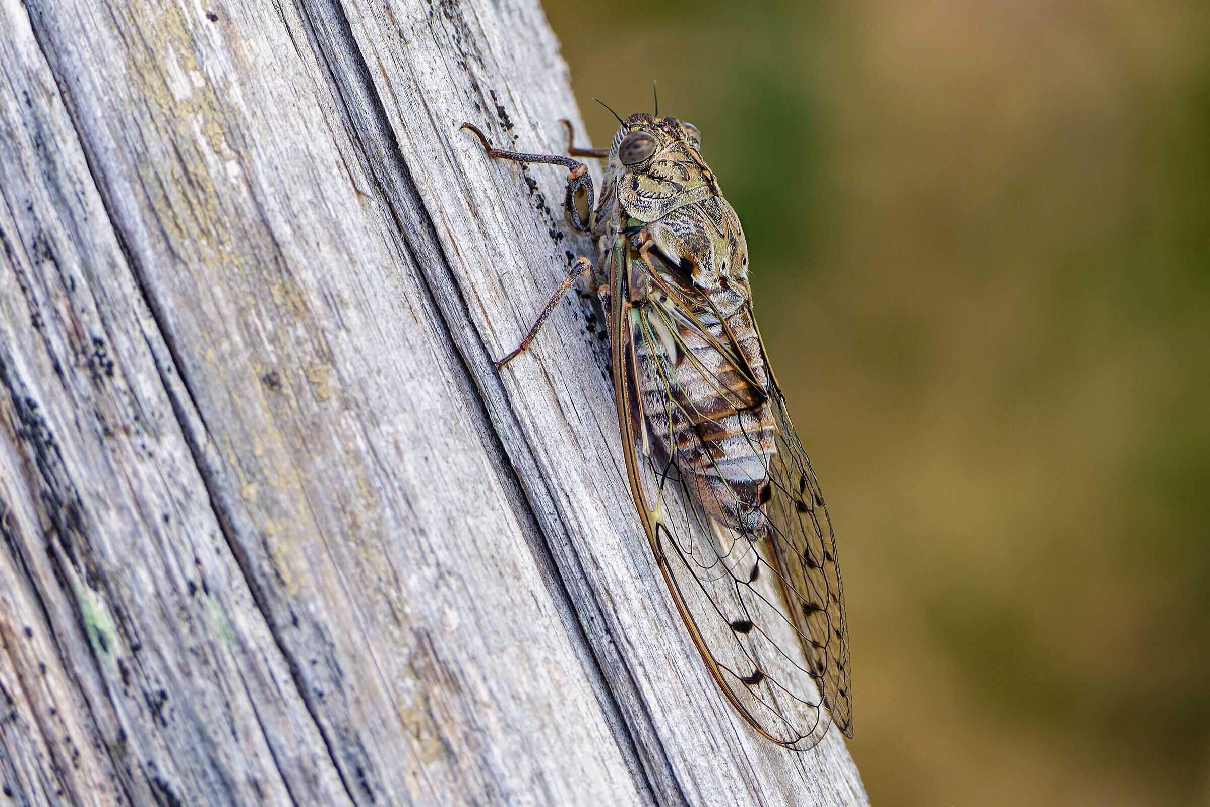 Cicada