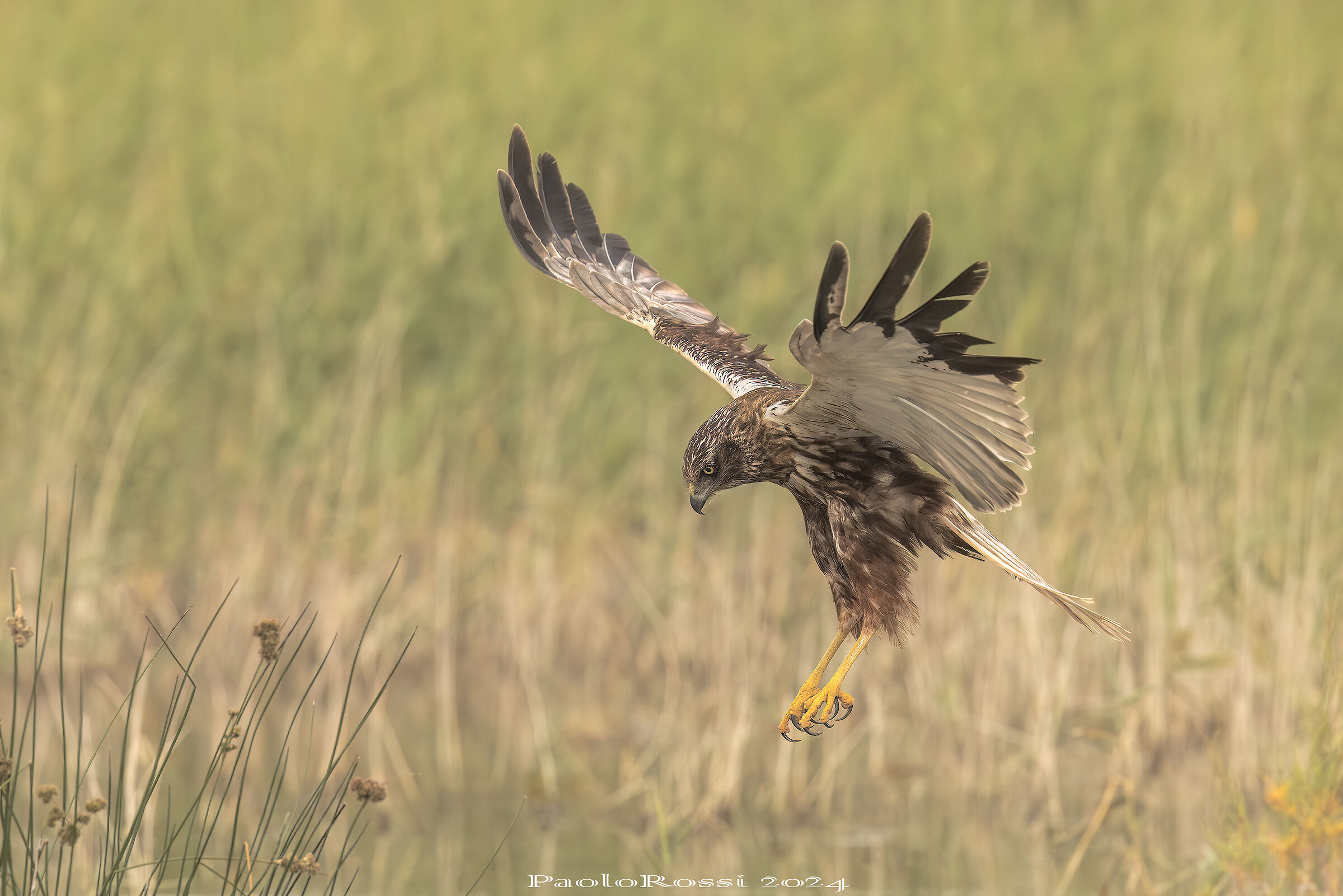Marsh harrier...