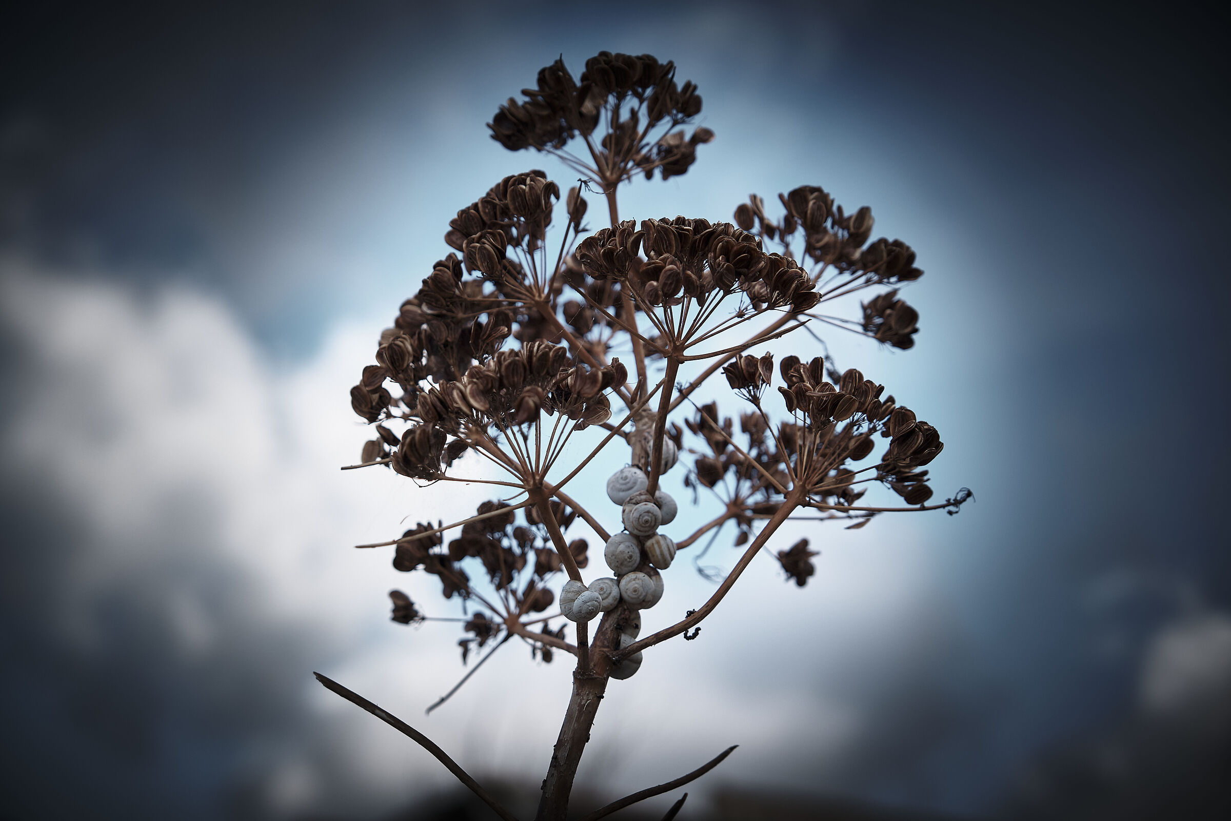 Snails and wild fennel