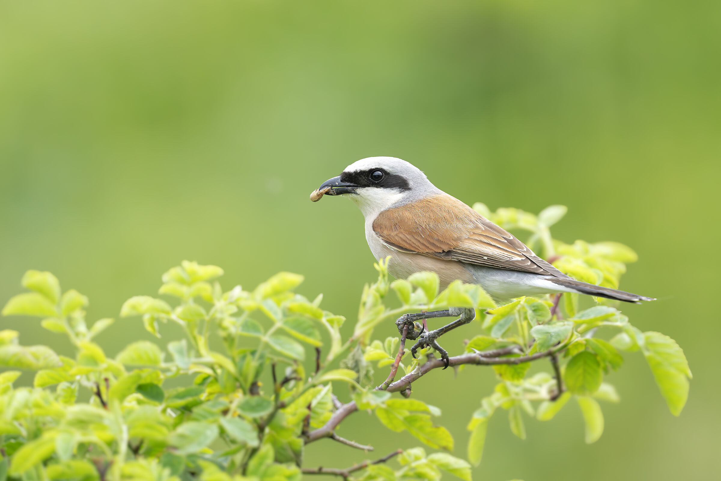 Shrike