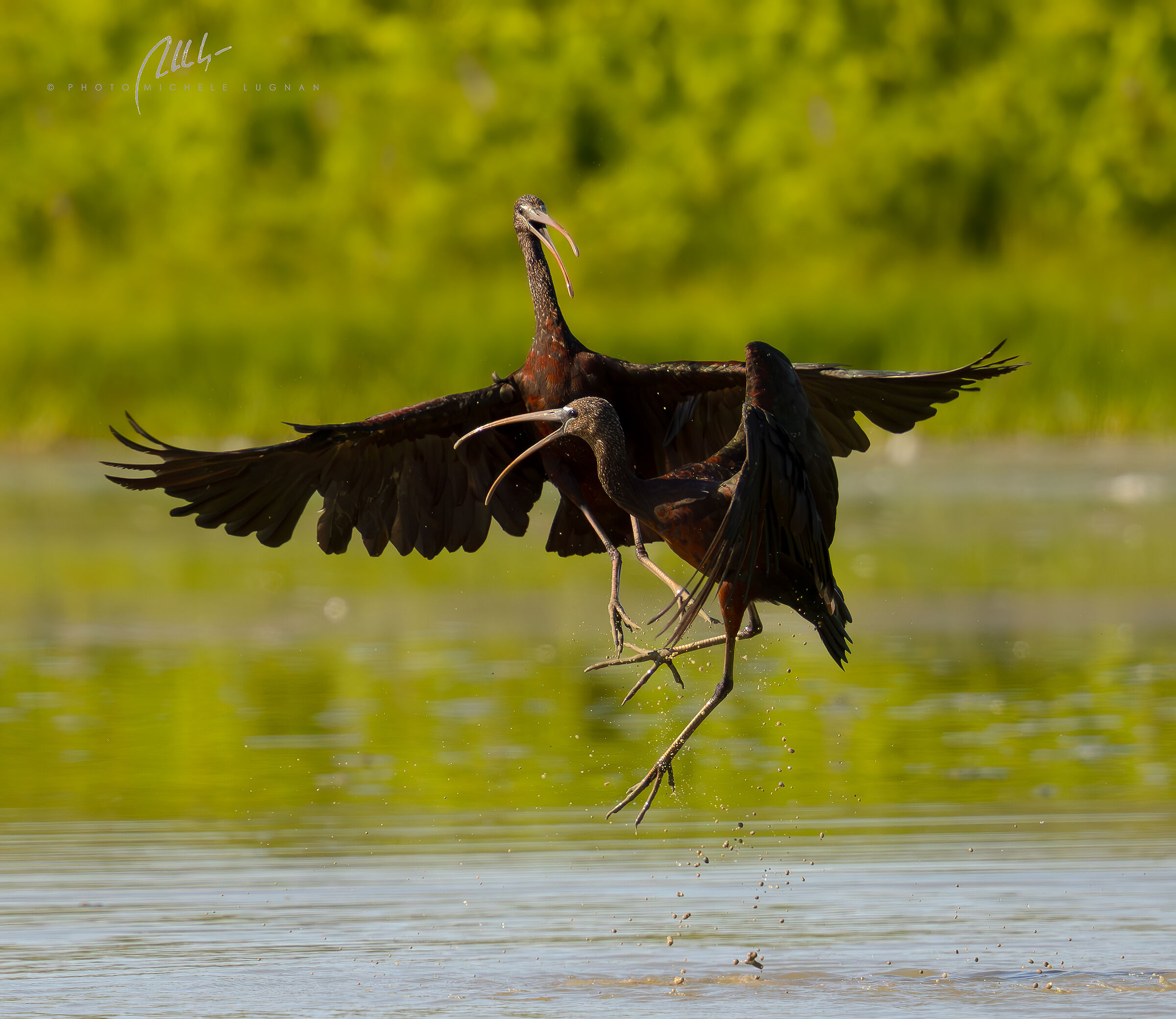 Glossy Ibis, struggling in the air
