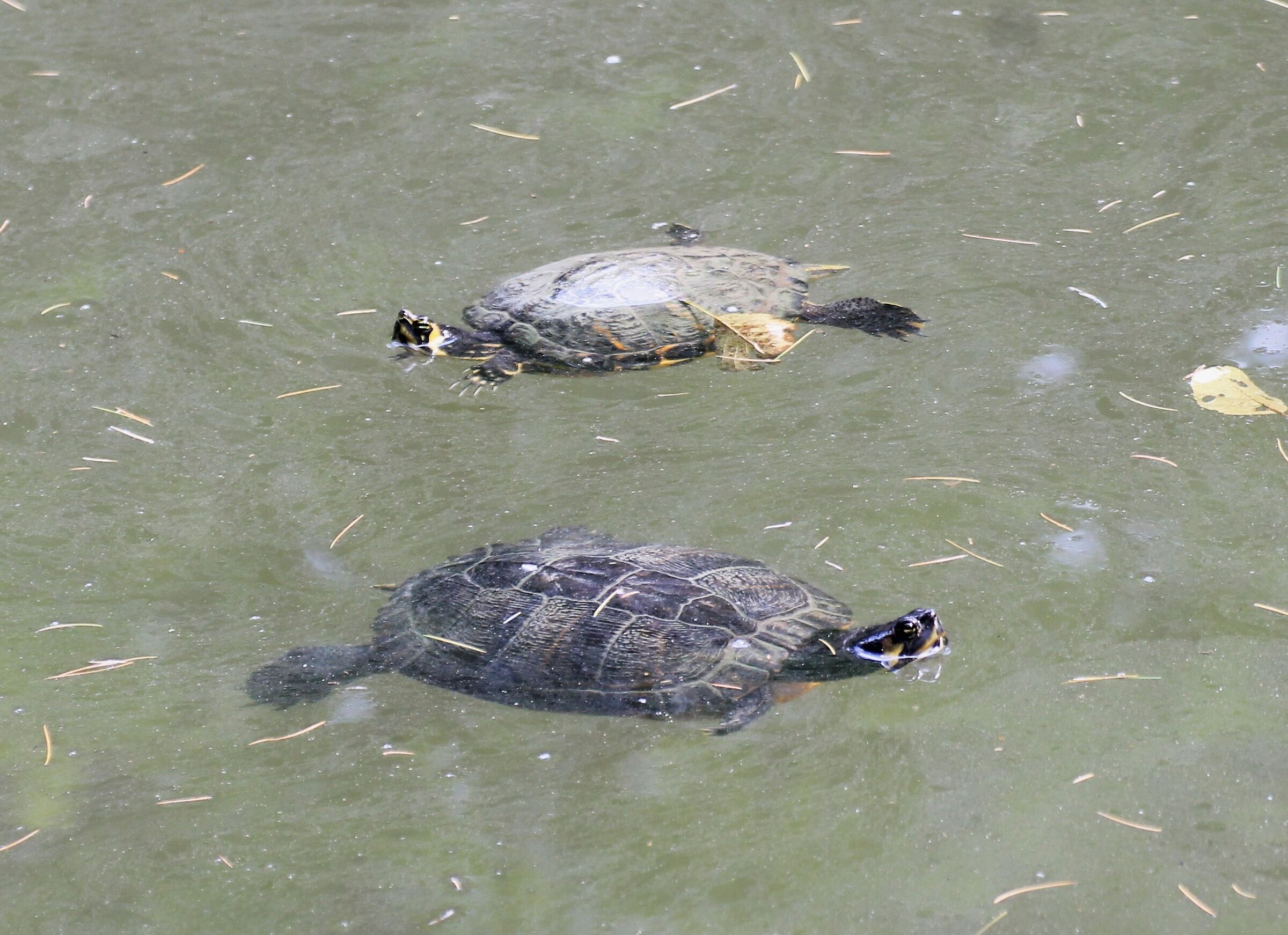 Tartarughe del laghetto