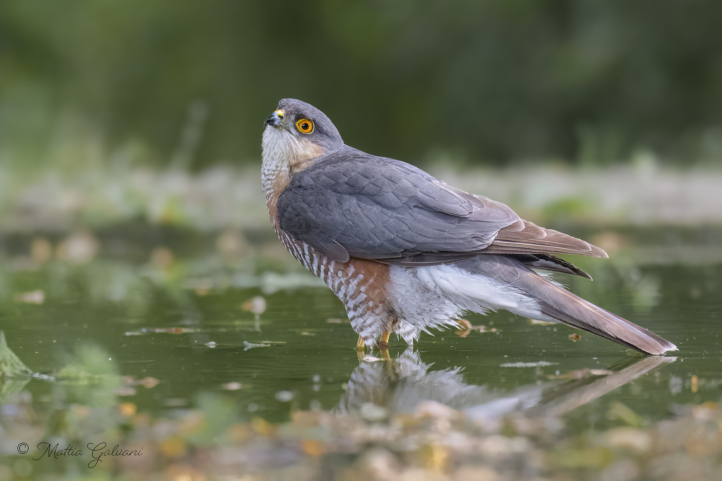 Indecisive Sparrowhawk