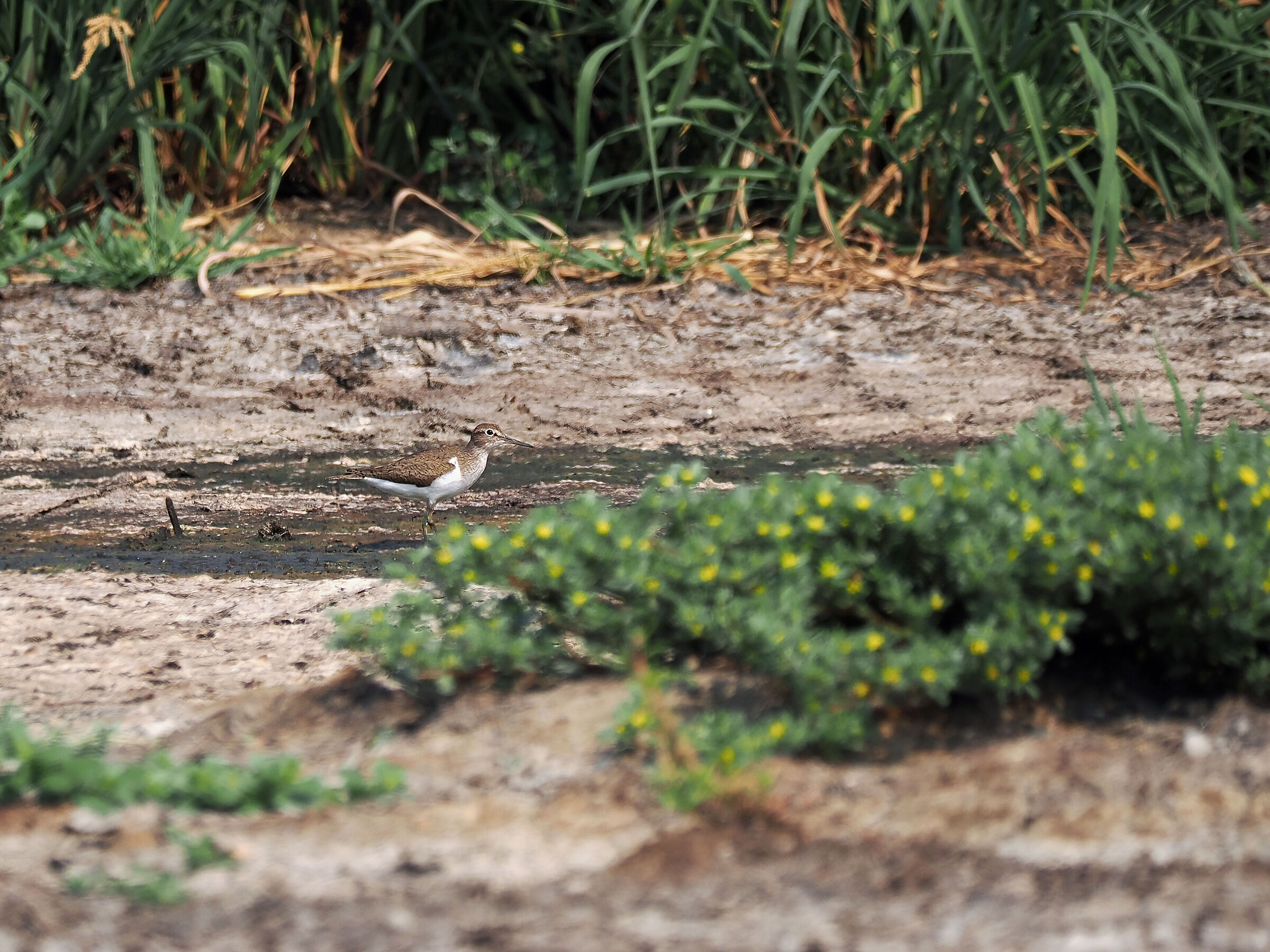 Small Sandpiper