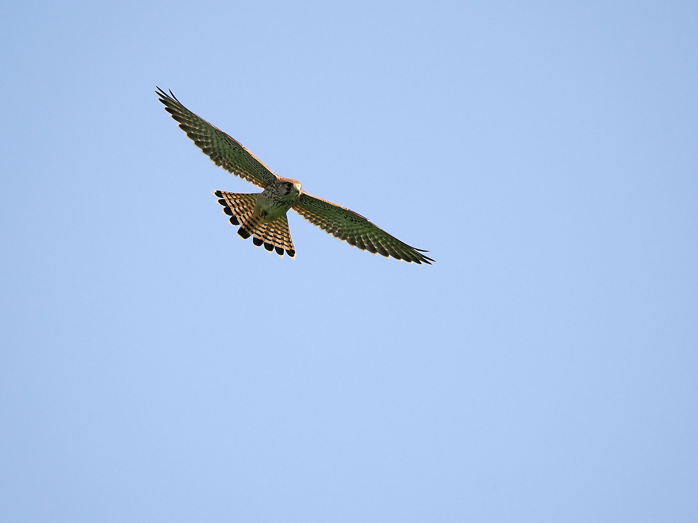Kestrel
