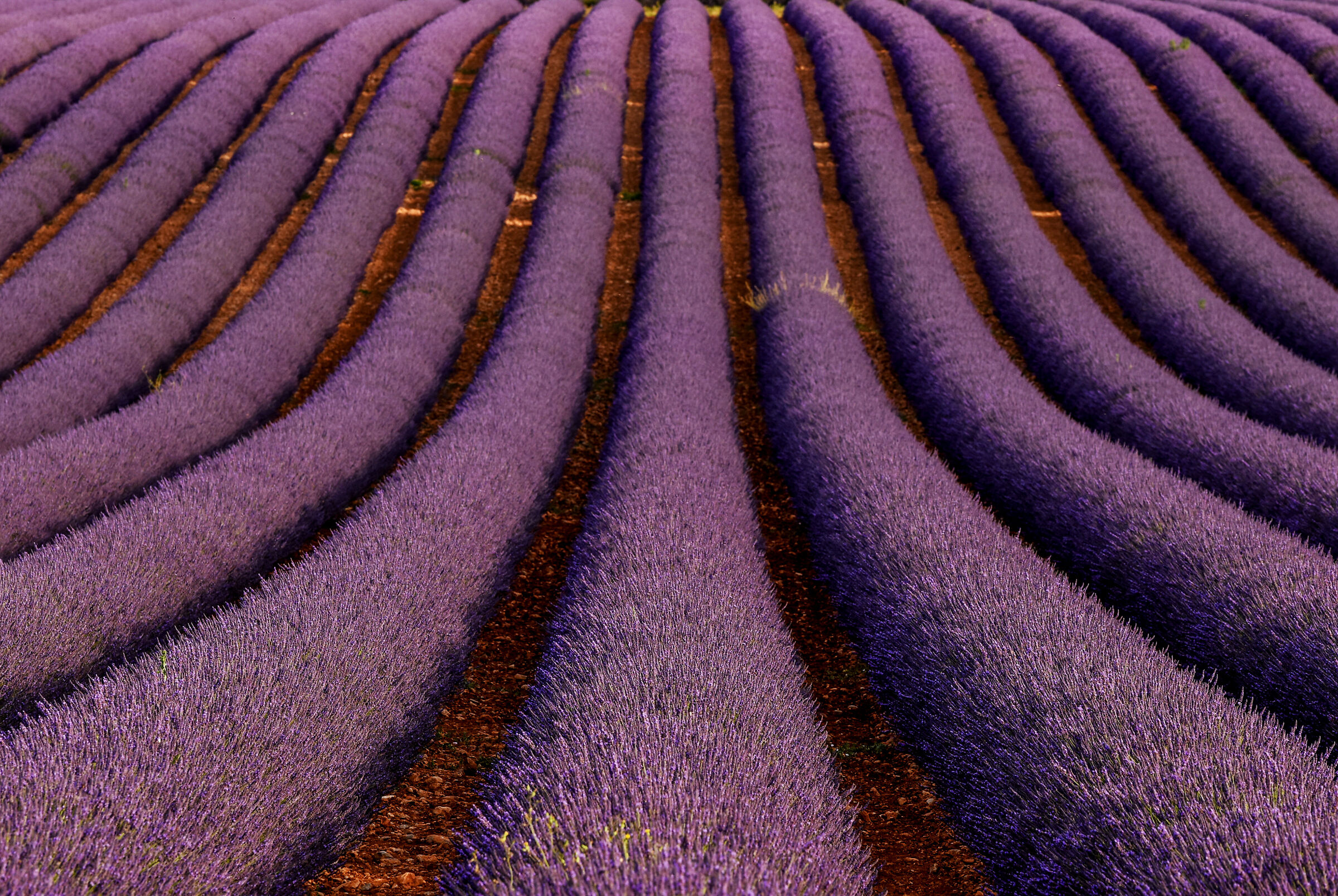 filari di profumo.