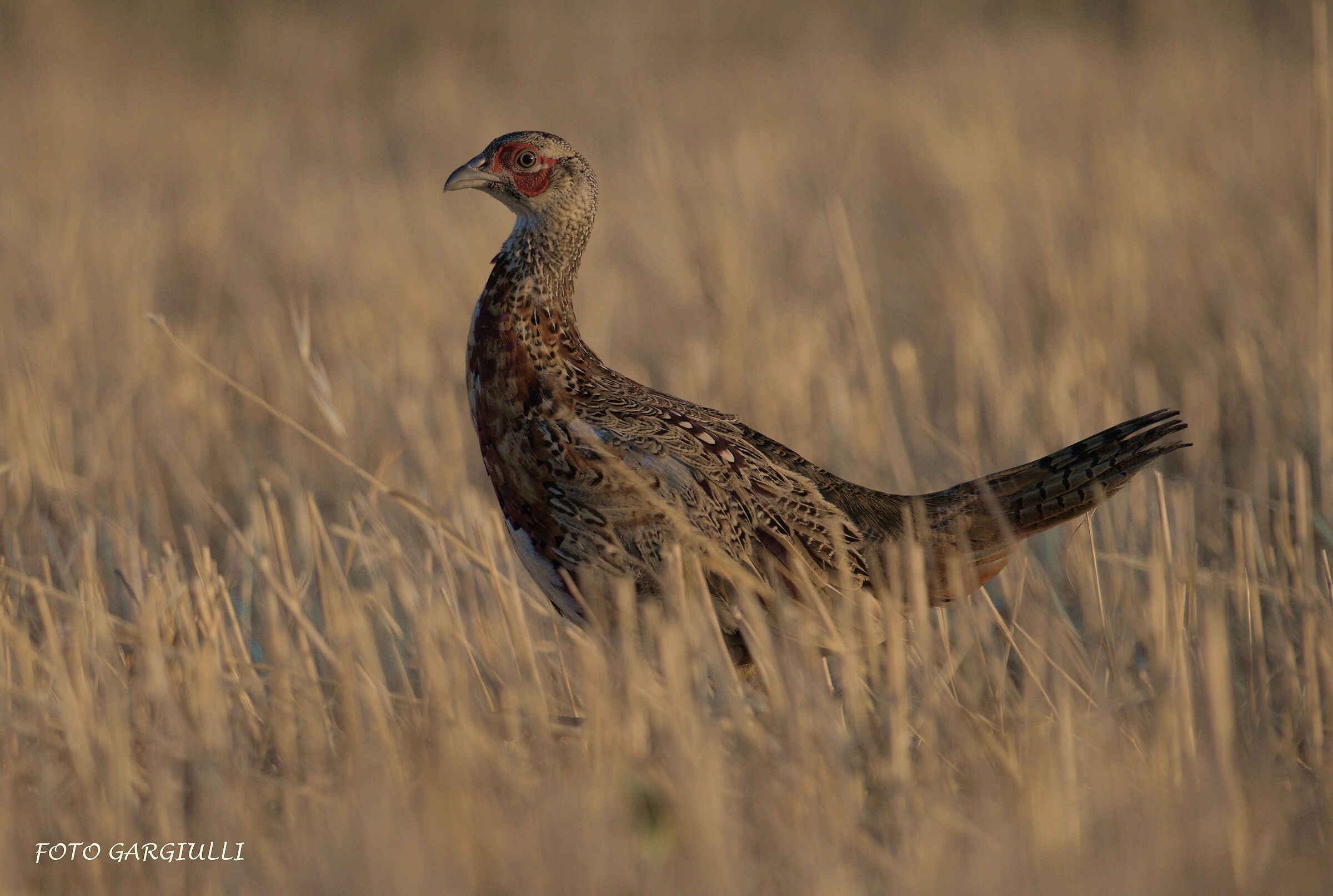 Young male pheasant