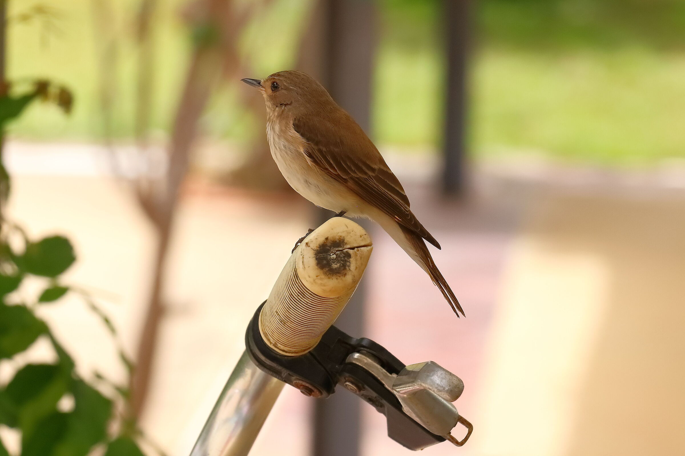 Pigliamosche 18-06-2024 - 0350