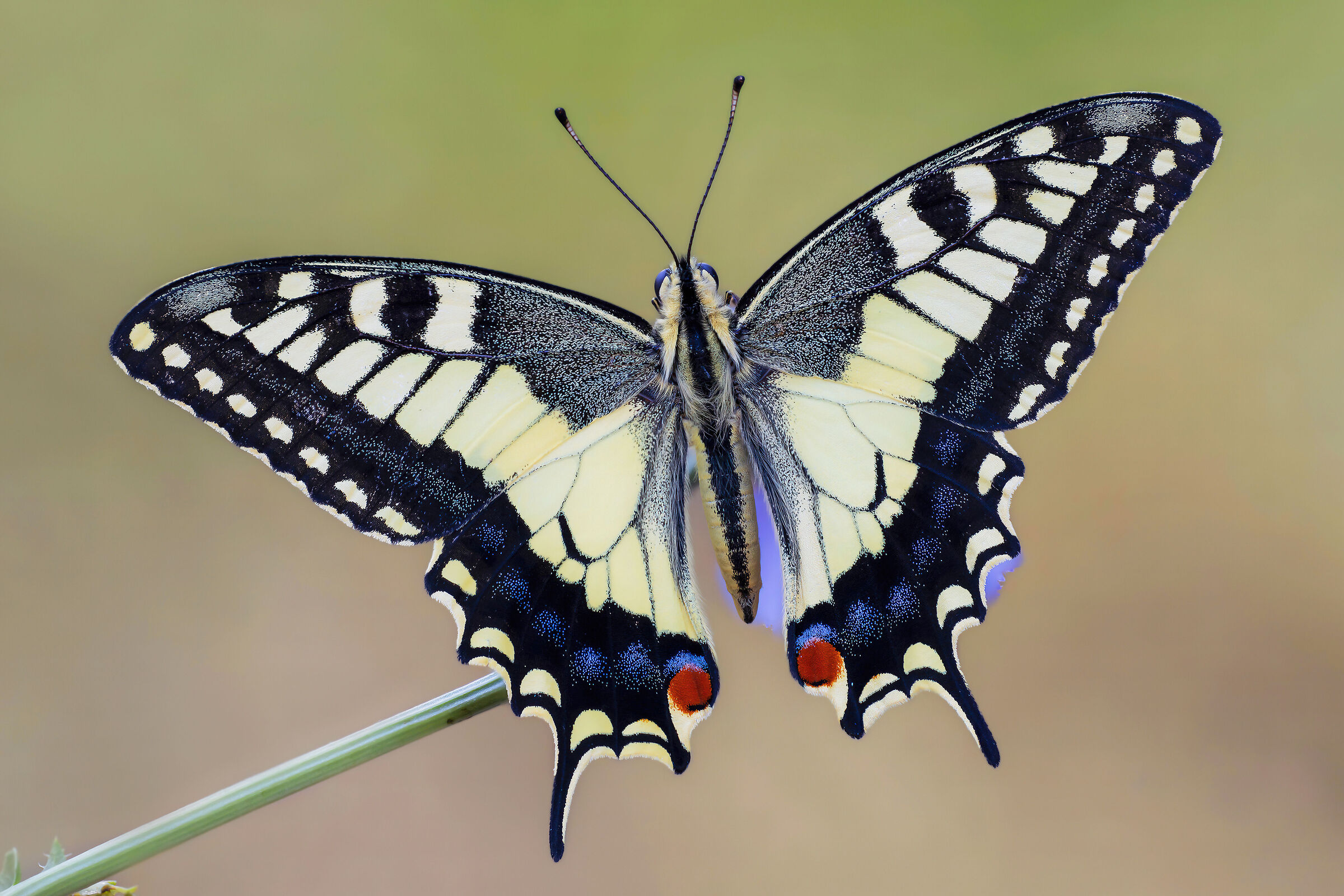 Papilio machaon