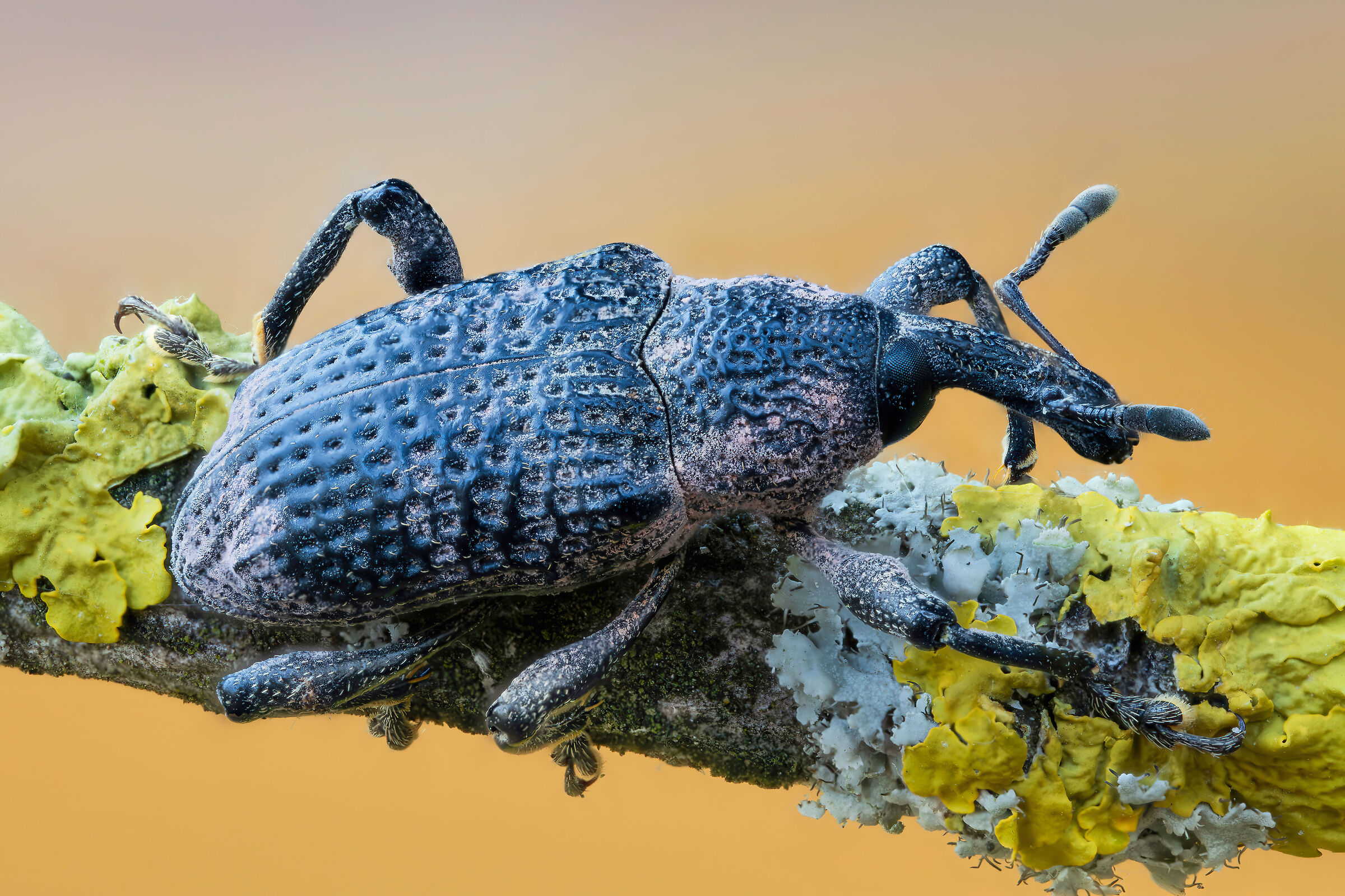 Aclees taiwanensis, the harmful fig weevil