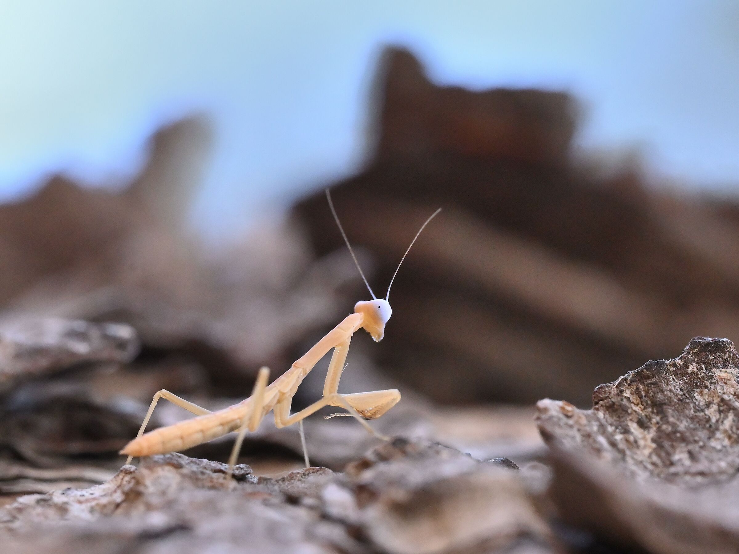 Small mantis