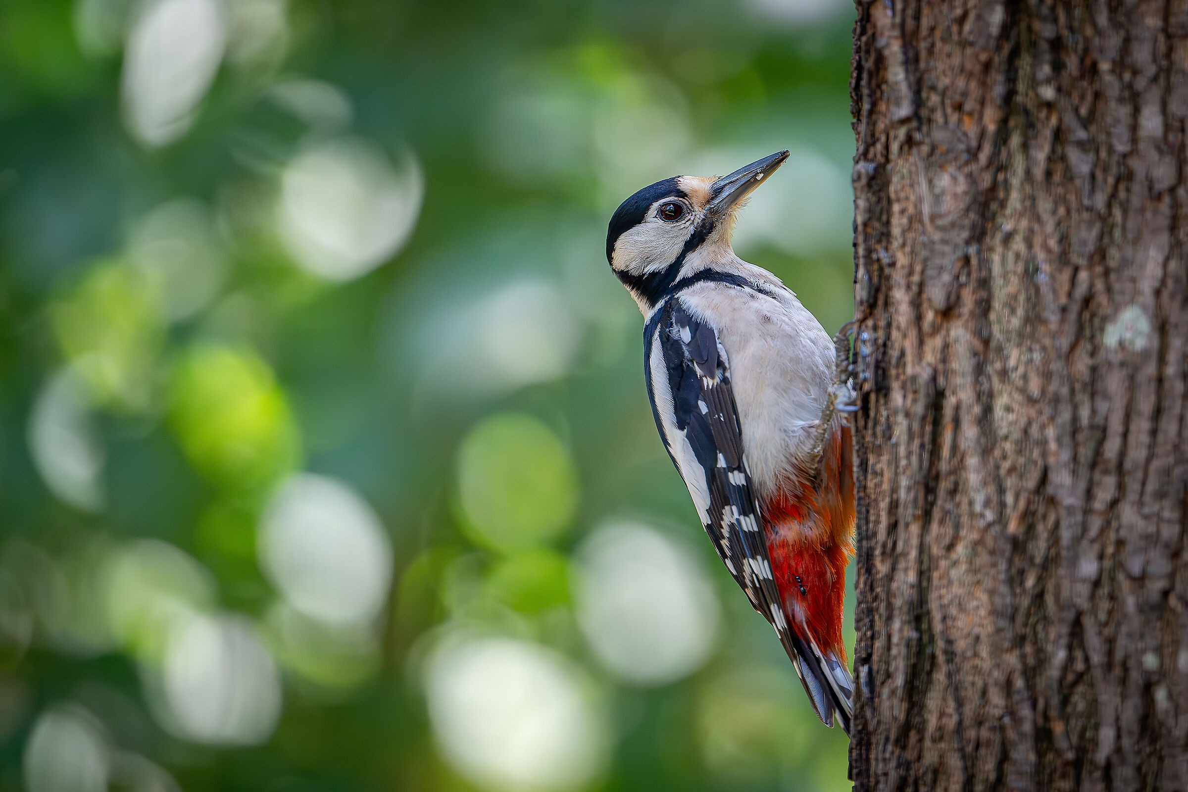 Spotted woodpecker